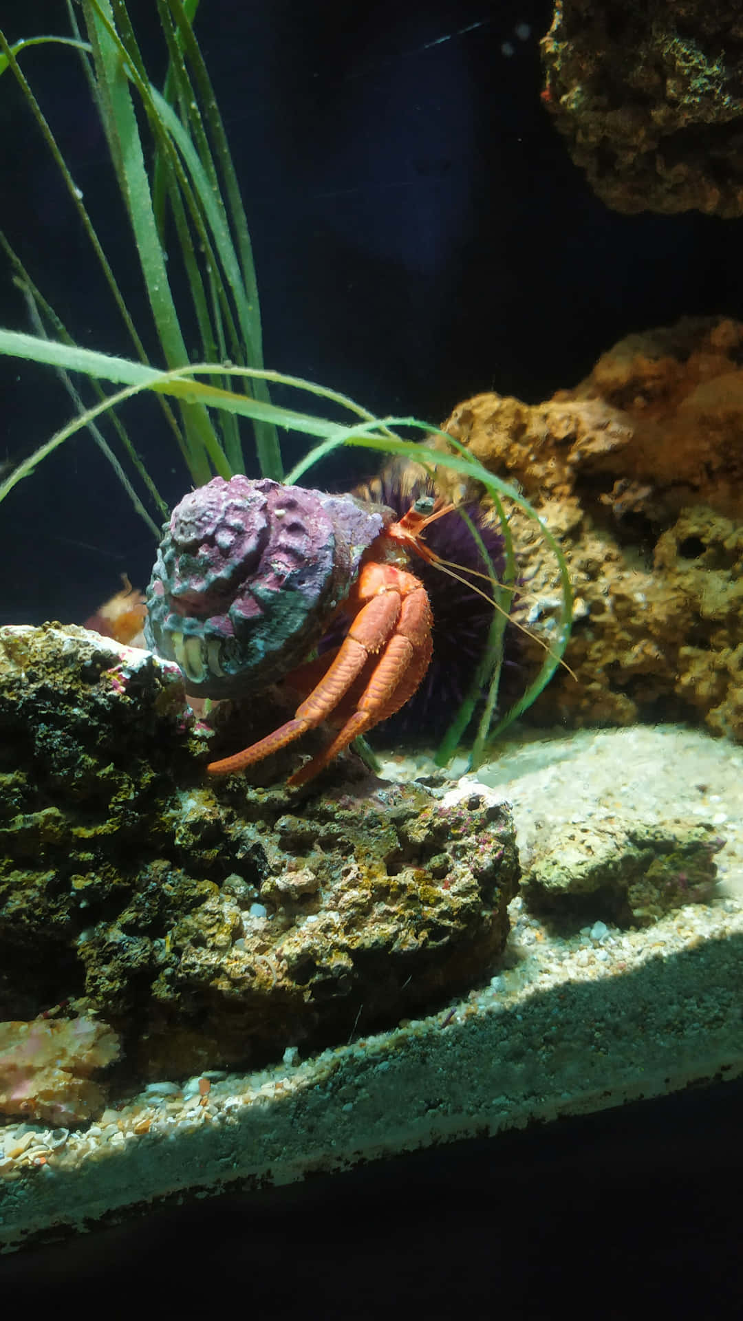  壁紙 — 一隻鮮豔的橙色寄居蟹帶著紫色的殼，在佈滿岩石的水族箱底部，穿梭於綠色海藻和珊瑚之間探索。
