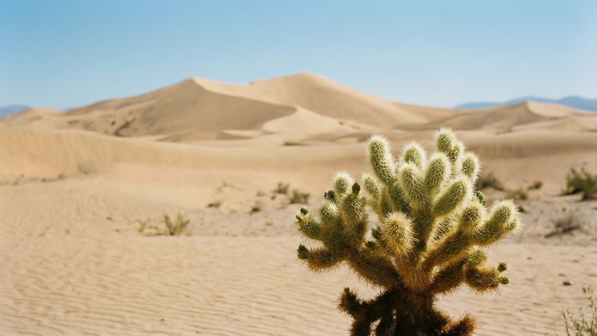 Beige Desert Dunes 壁紙 — 一株毛茸茸的仙人掌在清晰藍天下，以滾滾金色沙丘為背景，清晰對焦。