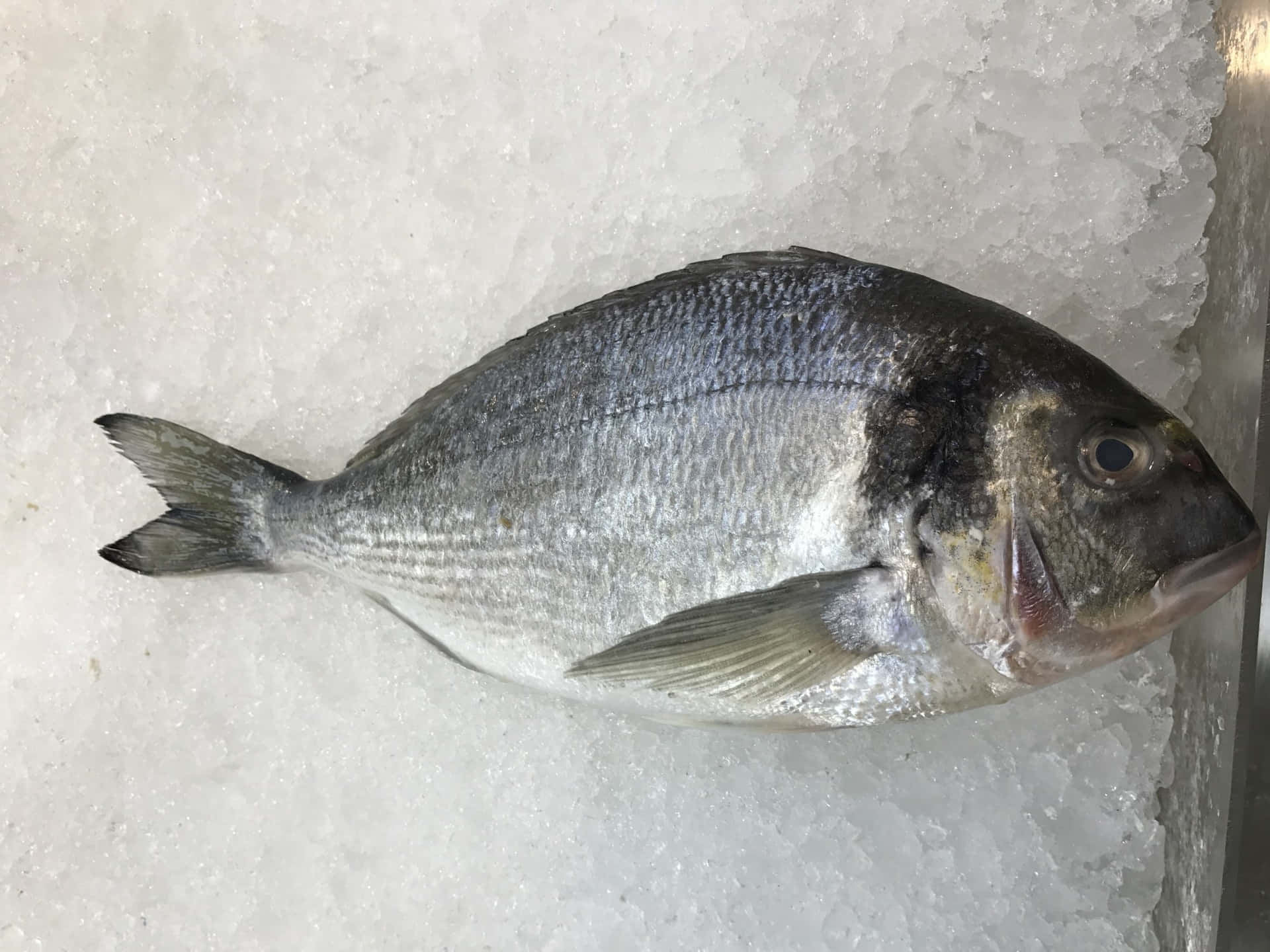  壁紙 — 一條銀色魚身黑色頭部的完整魚，躺在市場展示櫃的碎冰床上。