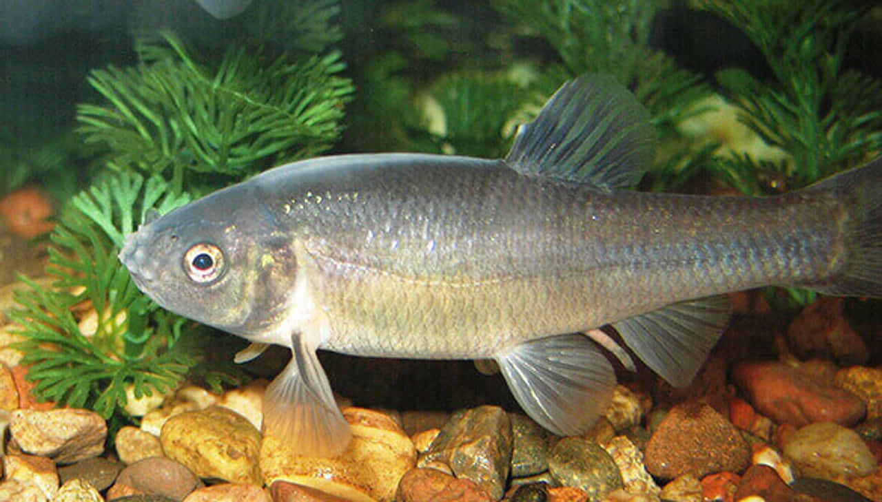  壁紙 — 一條修長的銀色魚在清澈的水族箱中，於色彩繽紛的鵝卵石上方，在茂密的綠色水生植物間優雅地游動。