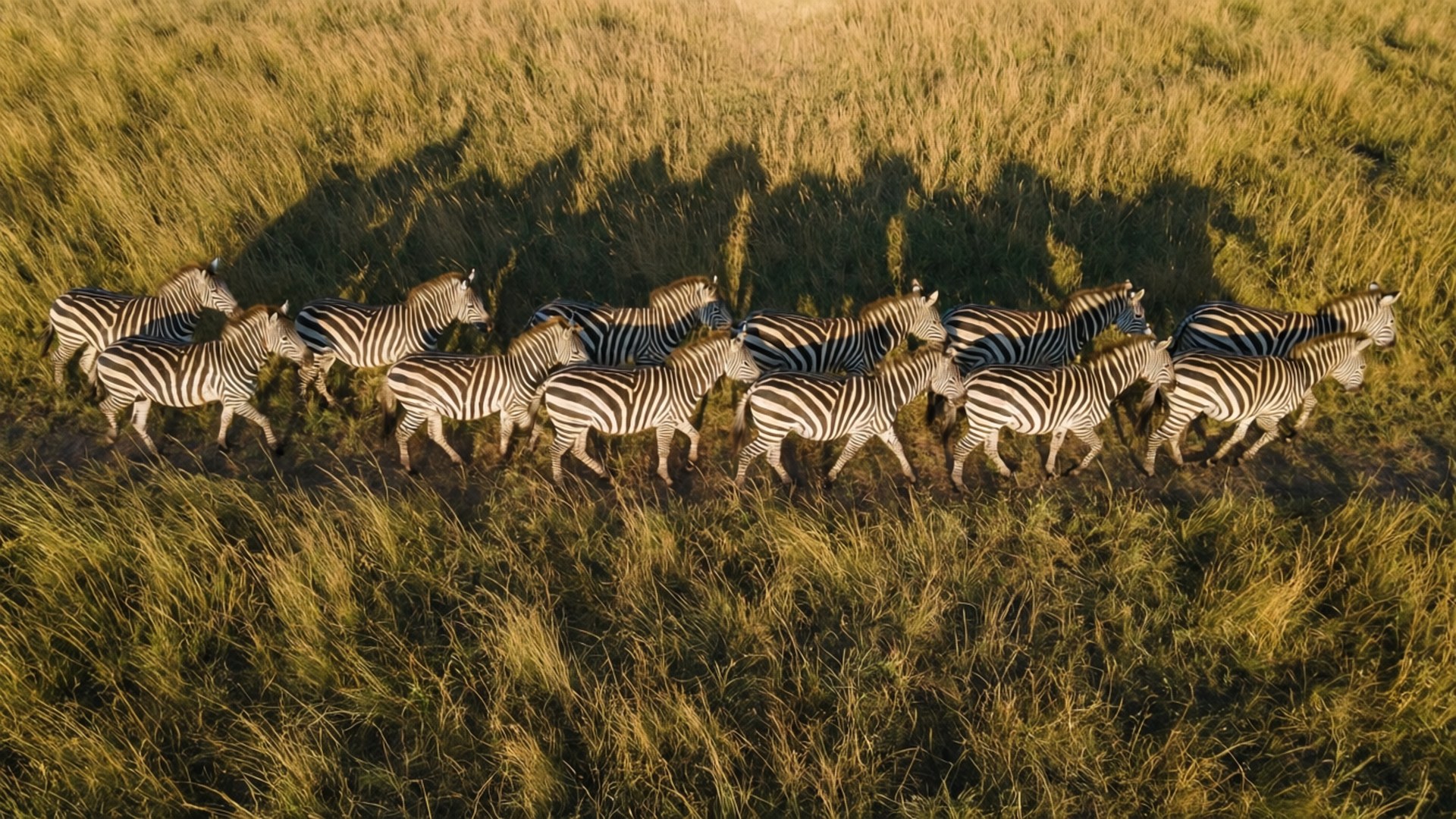 Aerial Herd 壁紙 — 一群斑馬在日落時分穿過高高的金色草地，投下長長的影子，鳥瞰圖。