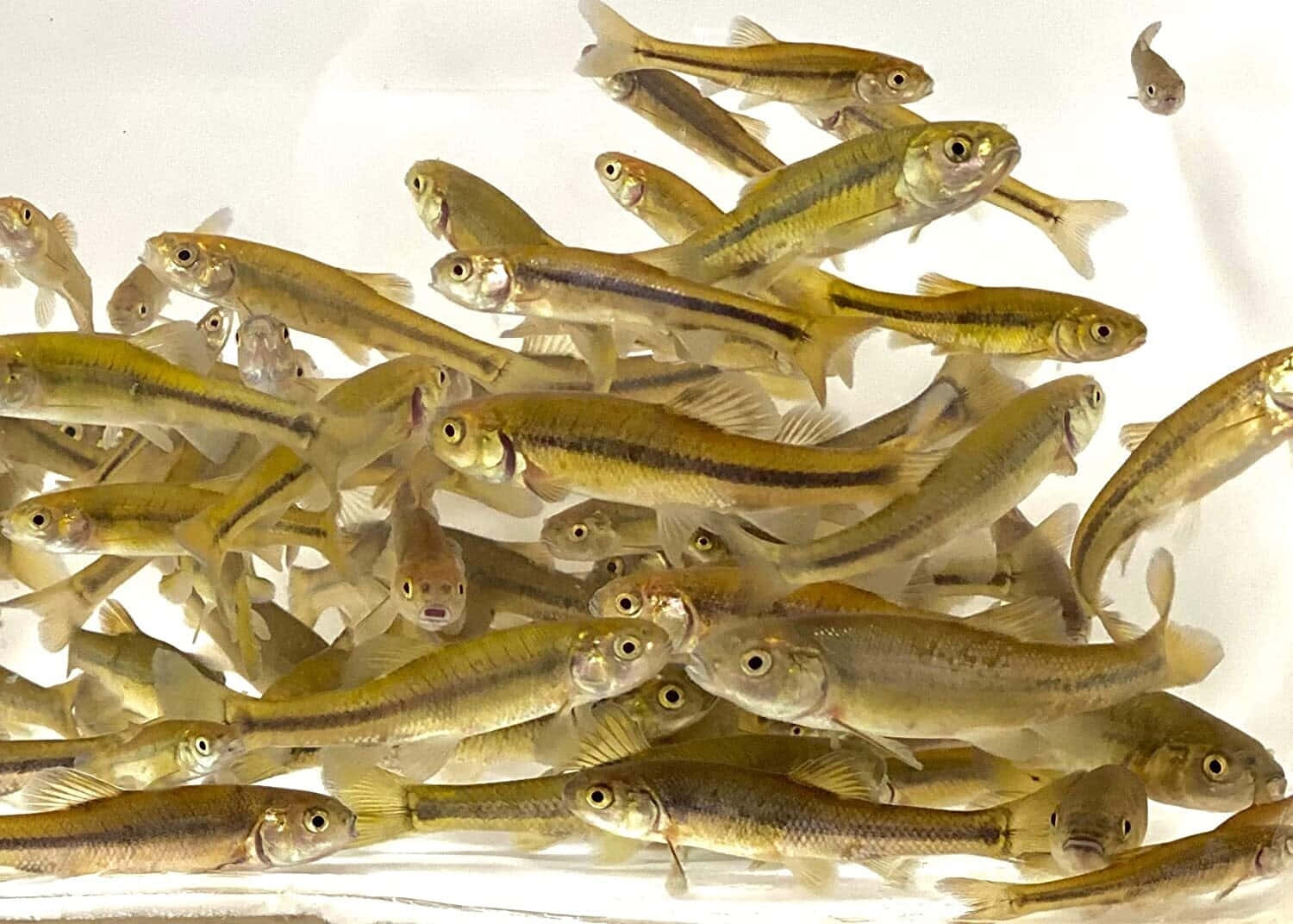  壁紙 — 一群密集的小金魚帶有深色條紋，在清澈的水中動態游動，背景是明亮的白色。