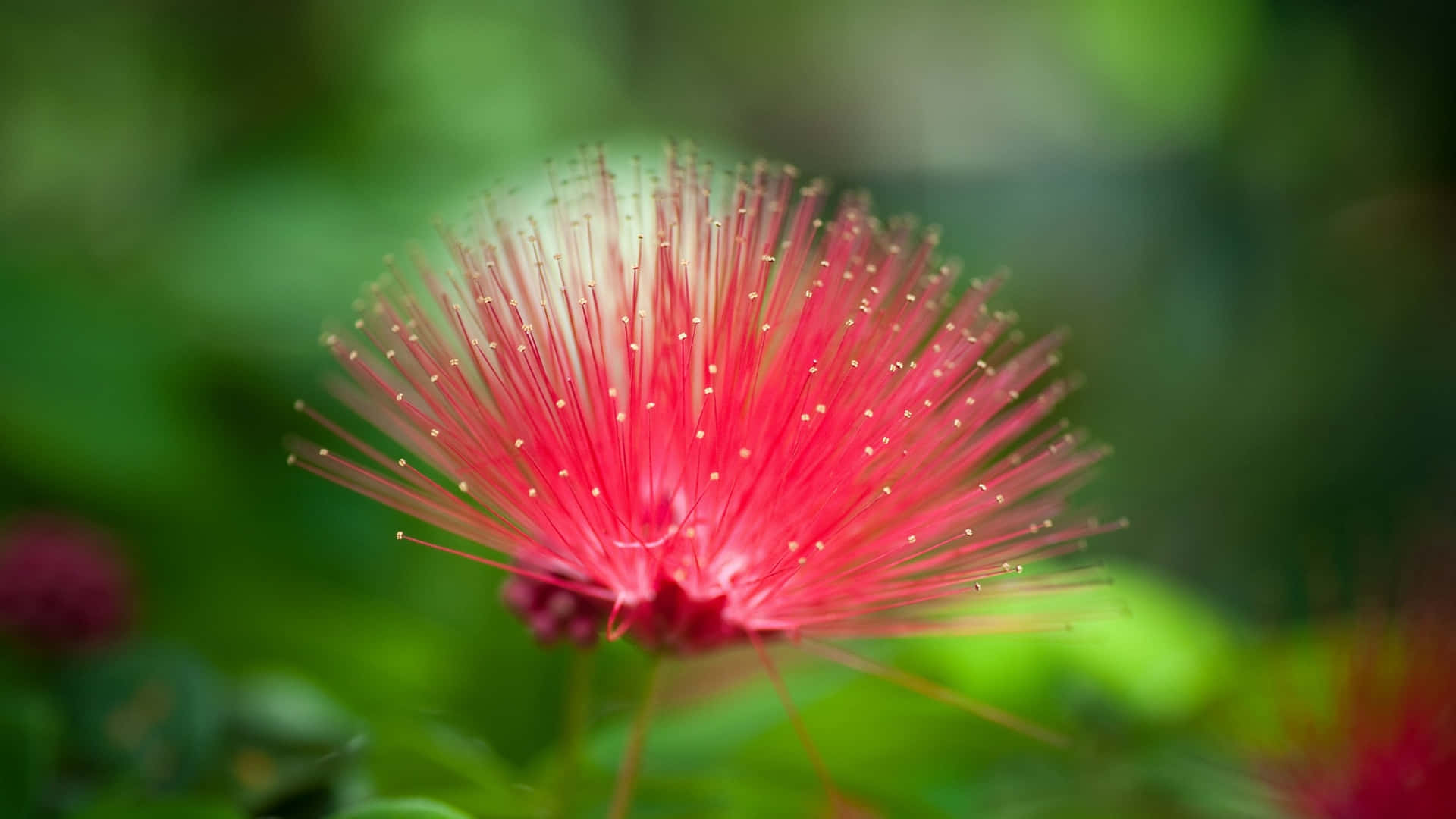 一朵鮮紅色的粉撲花，在綠色花園中帶有細絲。 — 花 壁紙