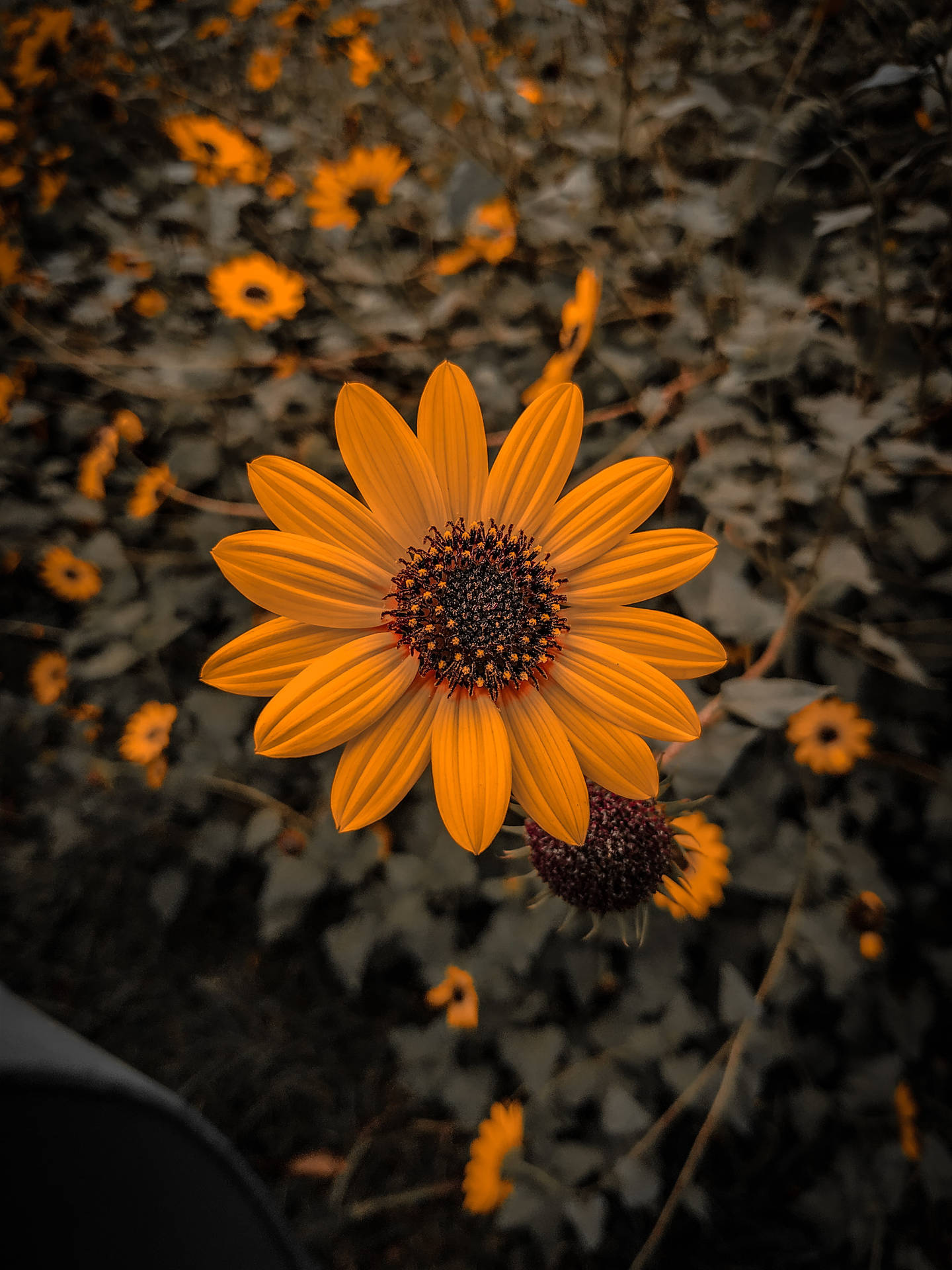 一朵帶有深色中心的亮橙色向日葵在同類花朵的田野中脫穎而出。 — iPhone X 壁紙