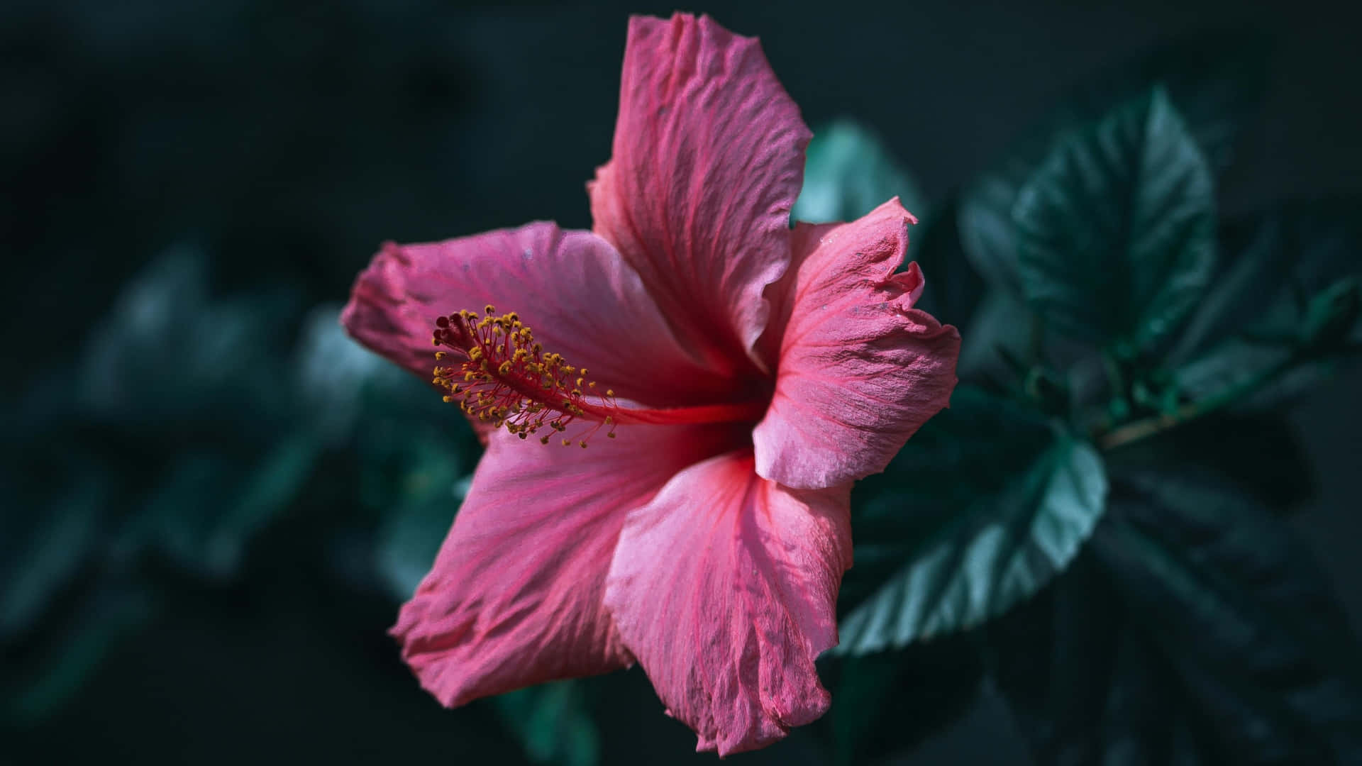  壁紙 — 一朵鮮豔的粉紅色芙蓉花，帶有精緻的花瓣和黃色雄蕊，在深綠色模糊的樹葉背景下盛開。