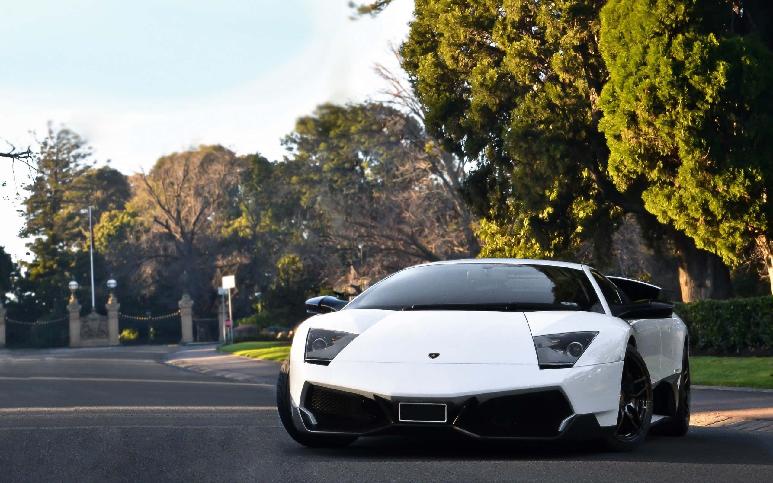 Lamborghini Murciélago 桌布 壁紙 — 一輛完美的白色藍寶堅尼 Reventon 停泊在綠樹成蔭的車道上，沐浴在金色的午後陽光中。