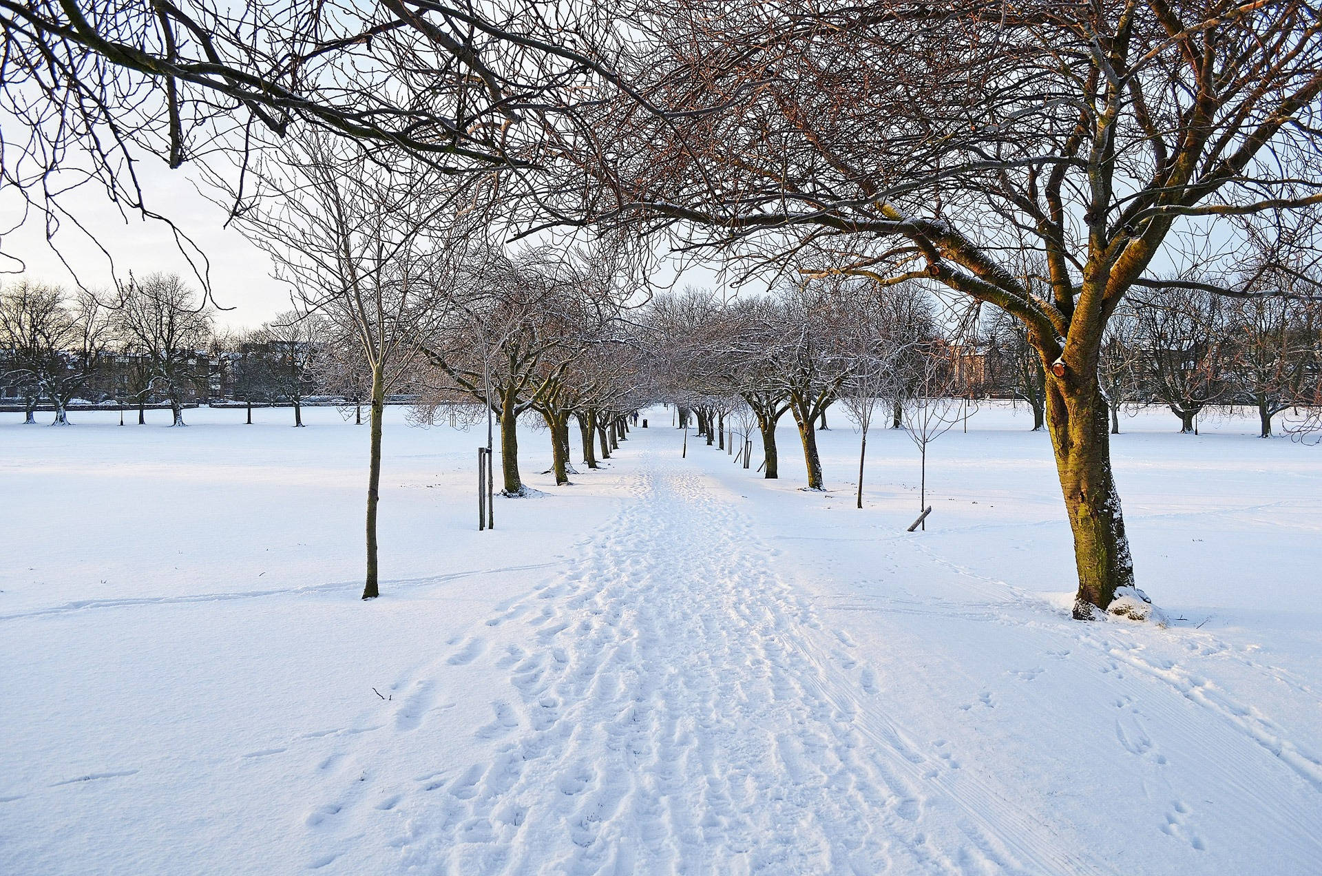 冬季公園中的雪徑與光禿樹木 — 冬季 壁紙