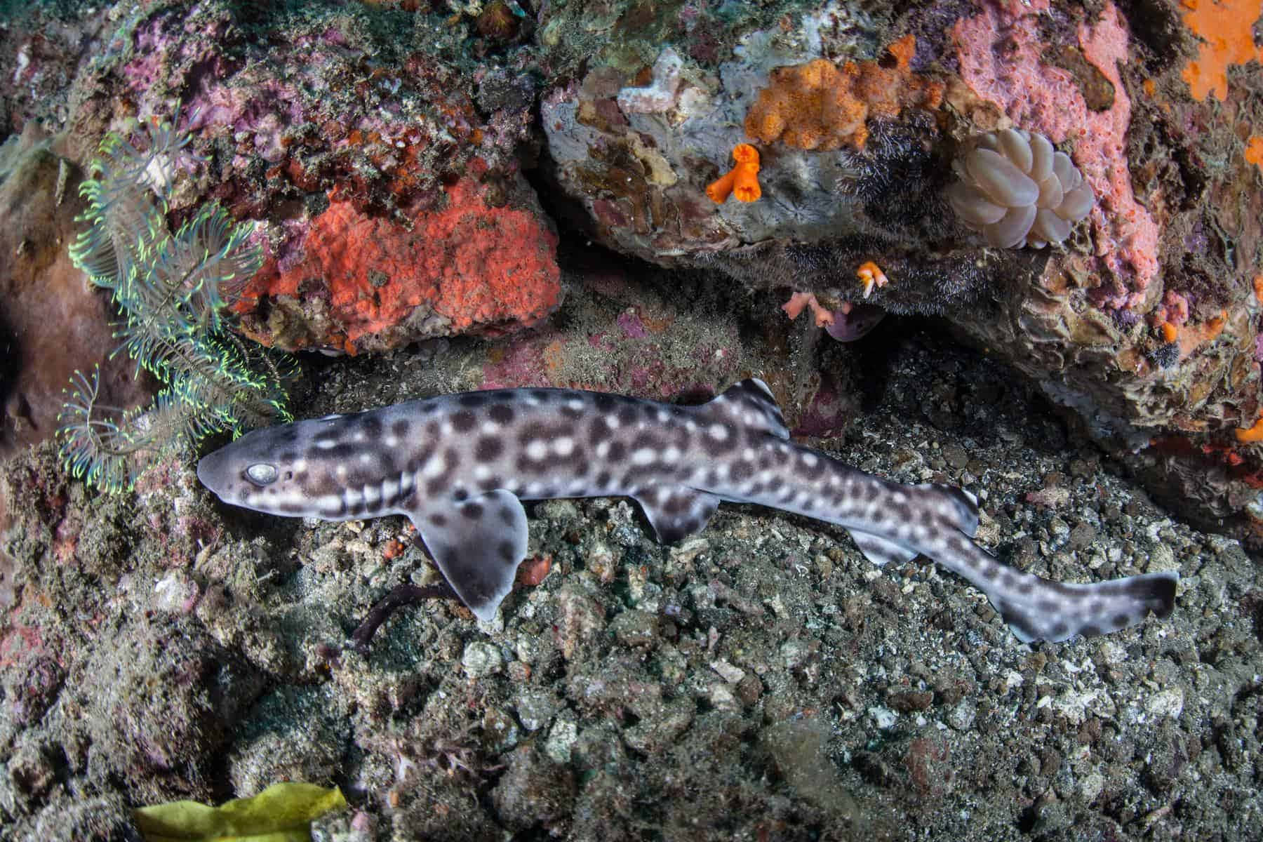 Catshark 桌布 壁紙 — 一條斑點鯊魚優雅地滑過充滿色彩繽紛海洋生物和紋理岩石的 vibrant 珊瑚礁。