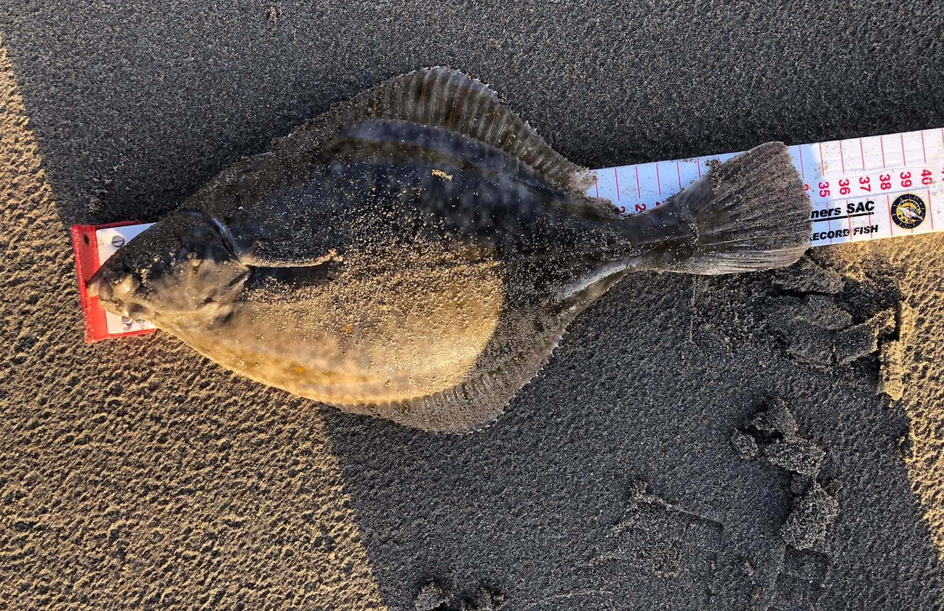  壁紙 — 一條比目魚躺在深色沙上，旁邊有捲尺顯示其大小。
