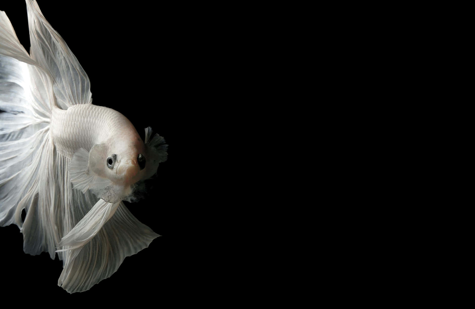  壁紙 — 一條純白色的鬥魚，魚鰭飄逸，在漆黑的背景上優雅地滑行。