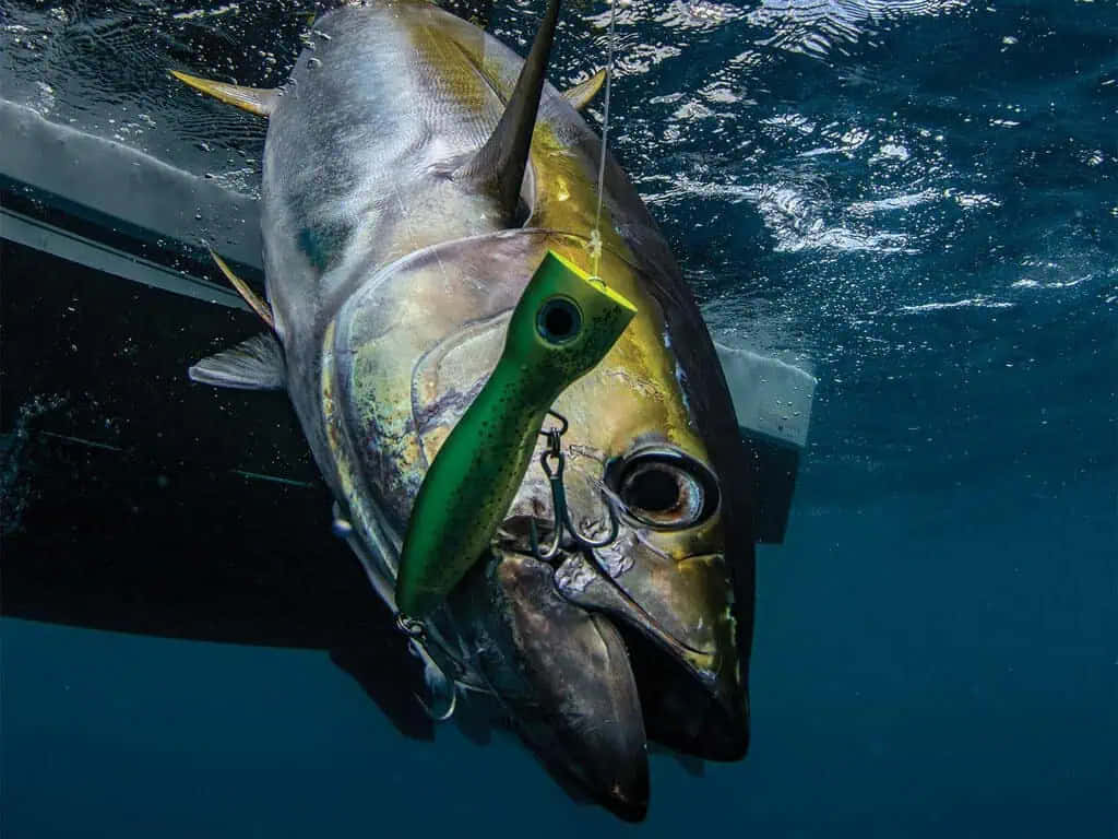 壁紙 — 一條大型鮪魚在水下被捕捉，嘴邊掛著綠色魚餌，靠近船隻。