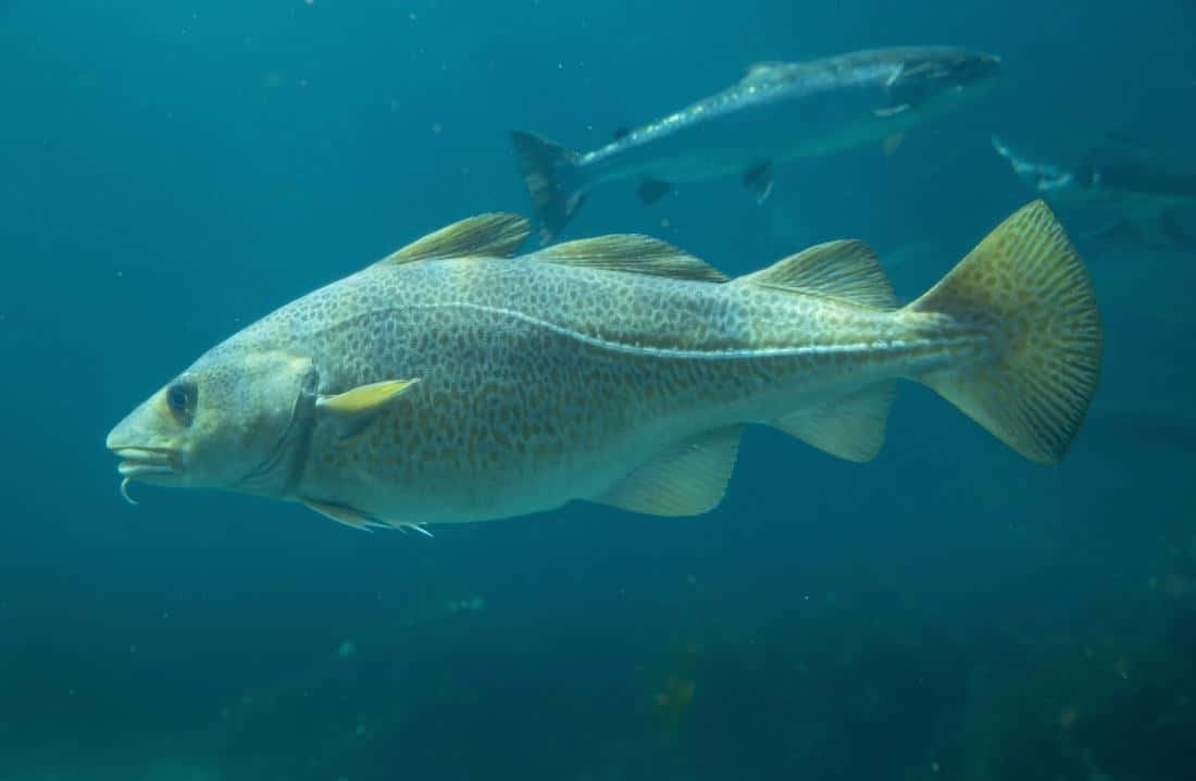  壁紙 — 一條大鱈魚優雅地游過清澈的藍色海水，背景中可見其他魚類。