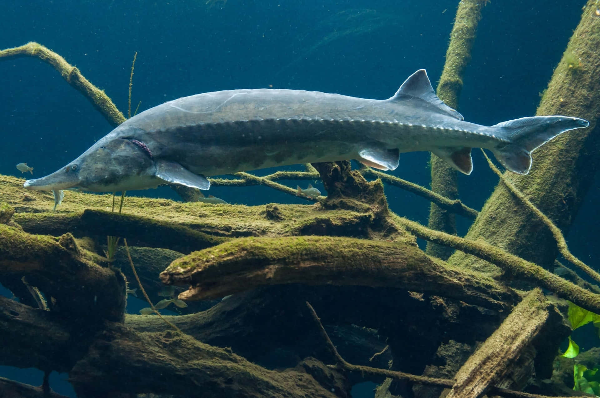  壁紙 — 一條大鱘魚在長滿苔蘚、纏結的樹根和樹枝之間，優雅地滑過渾濁的藍色水中。