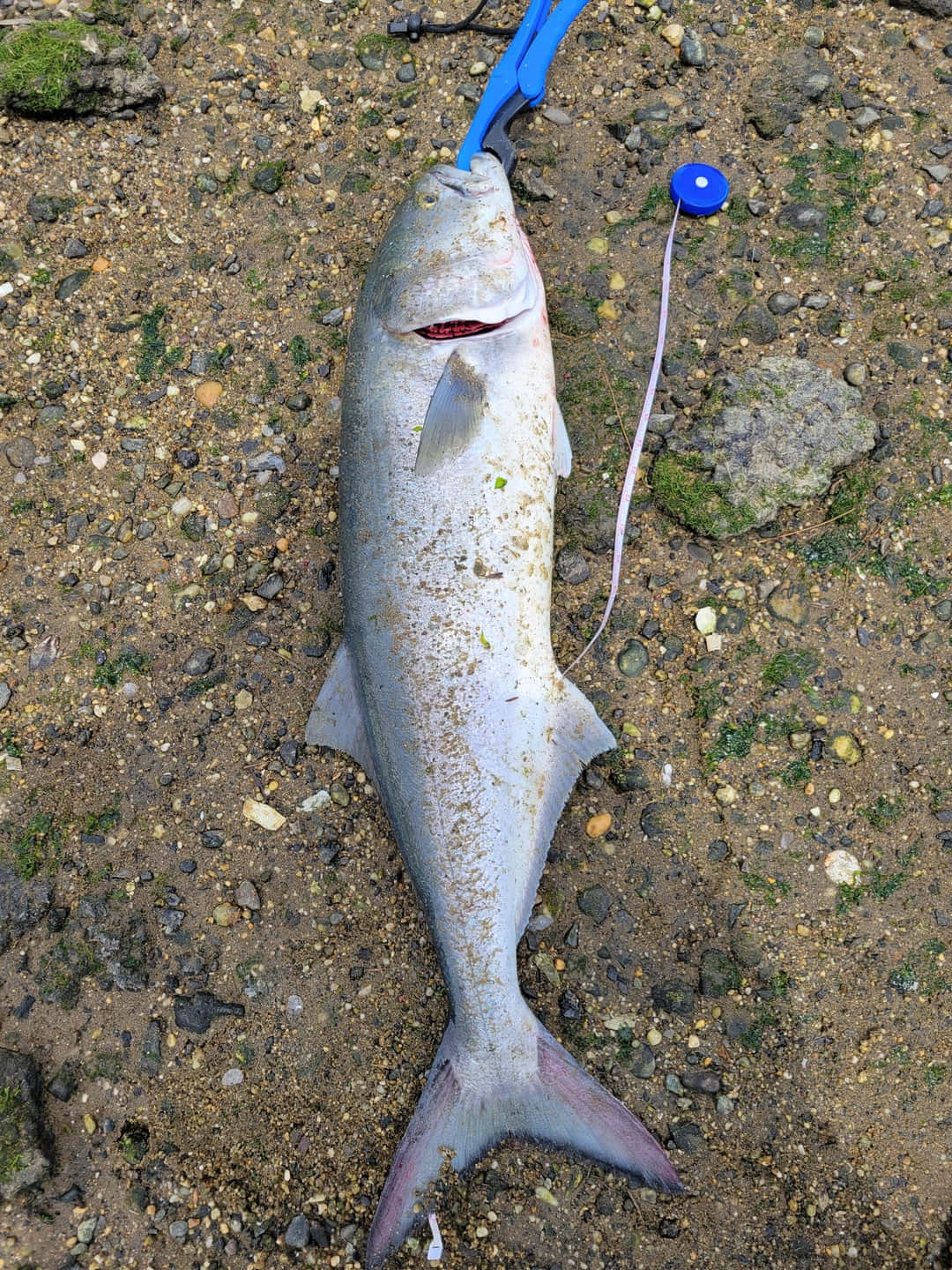  壁紙 — 一條大銀魚躺在泥濘的地面上，旁邊有藍色軟尺和鉗子。