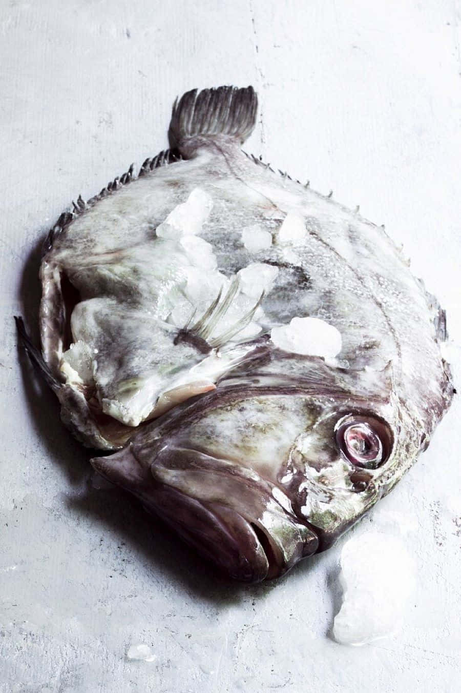  壁紙 — 一條大魚連同冰塊放在有紋理的灰色表面上，魚眼仍然閃爍著生鮮的光澤。