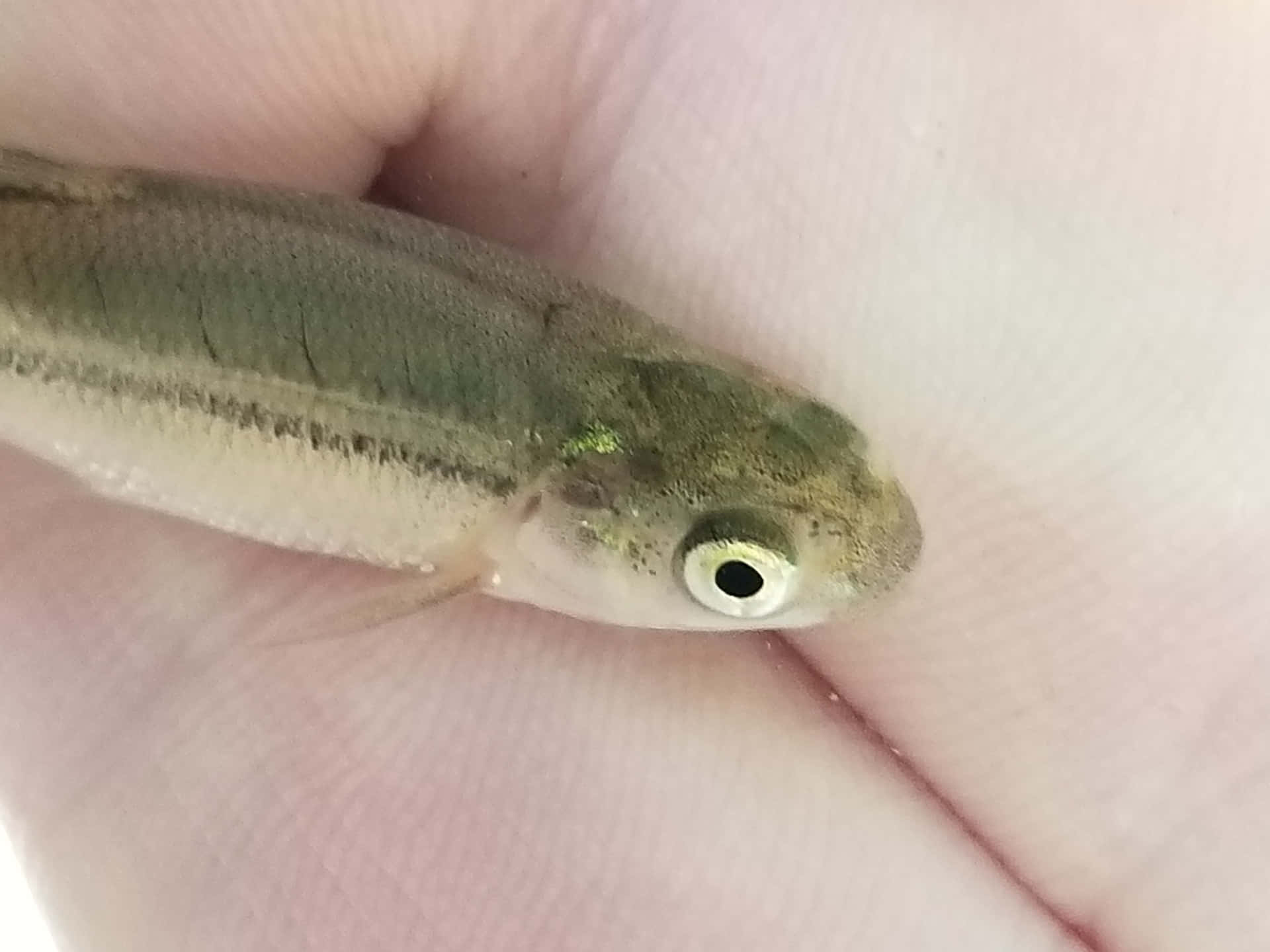  壁紙 — 一條帶有大眼睛的細小綠色魚兒，輕輕地躺在人類手掌的曲線中。