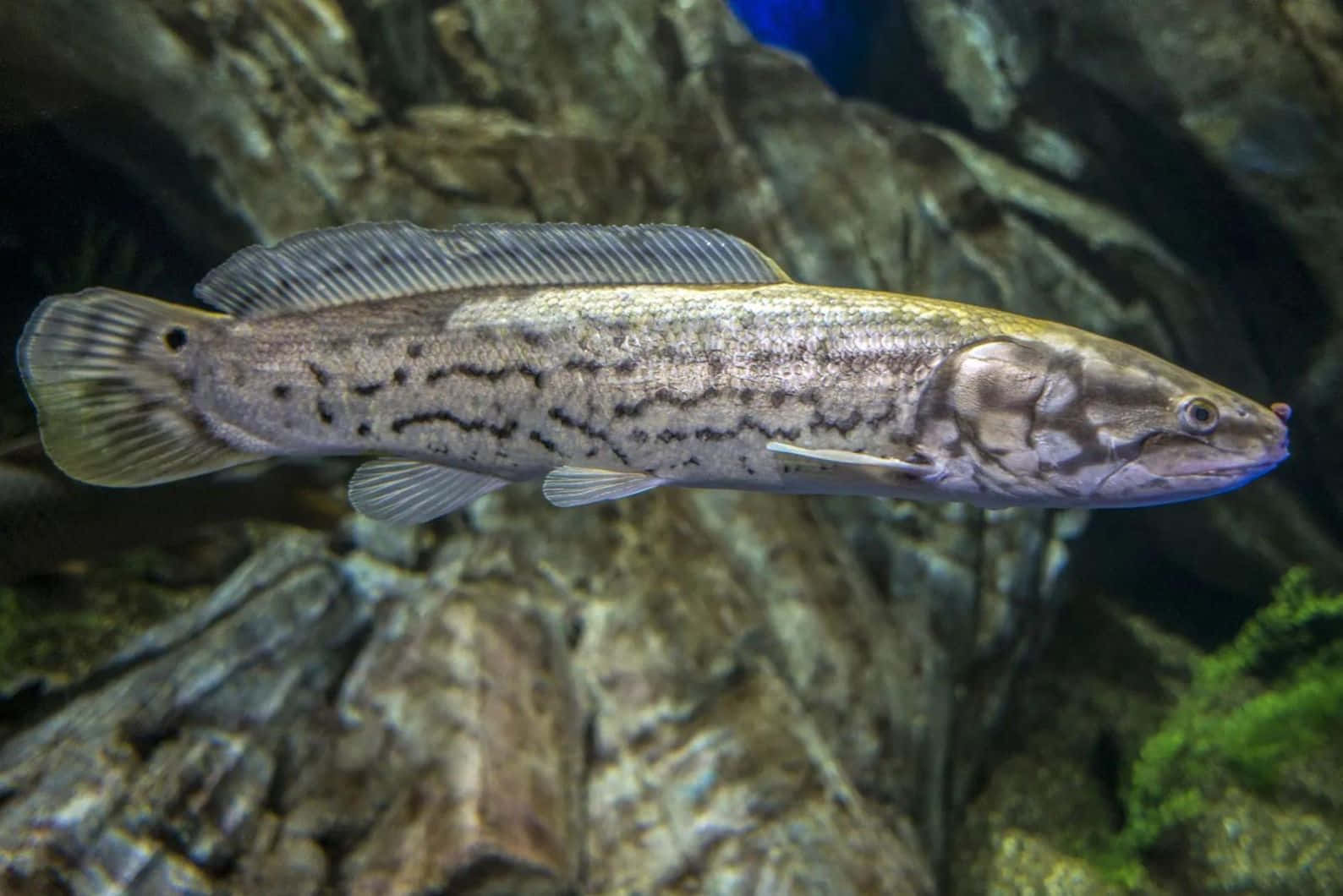  壁紙 — 一條帶有深色斑紋的細長魚類，在岩石海底地形附近優雅游動的詳細特寫。