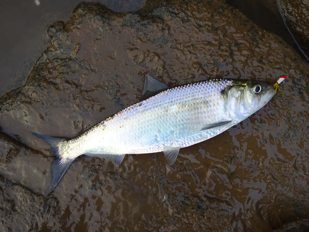  壁紙 — 一條剛捕獲的銀色魚，嘴裡叼著紅白相間的假餌，躺在濕漉漉的泥濘河石上。