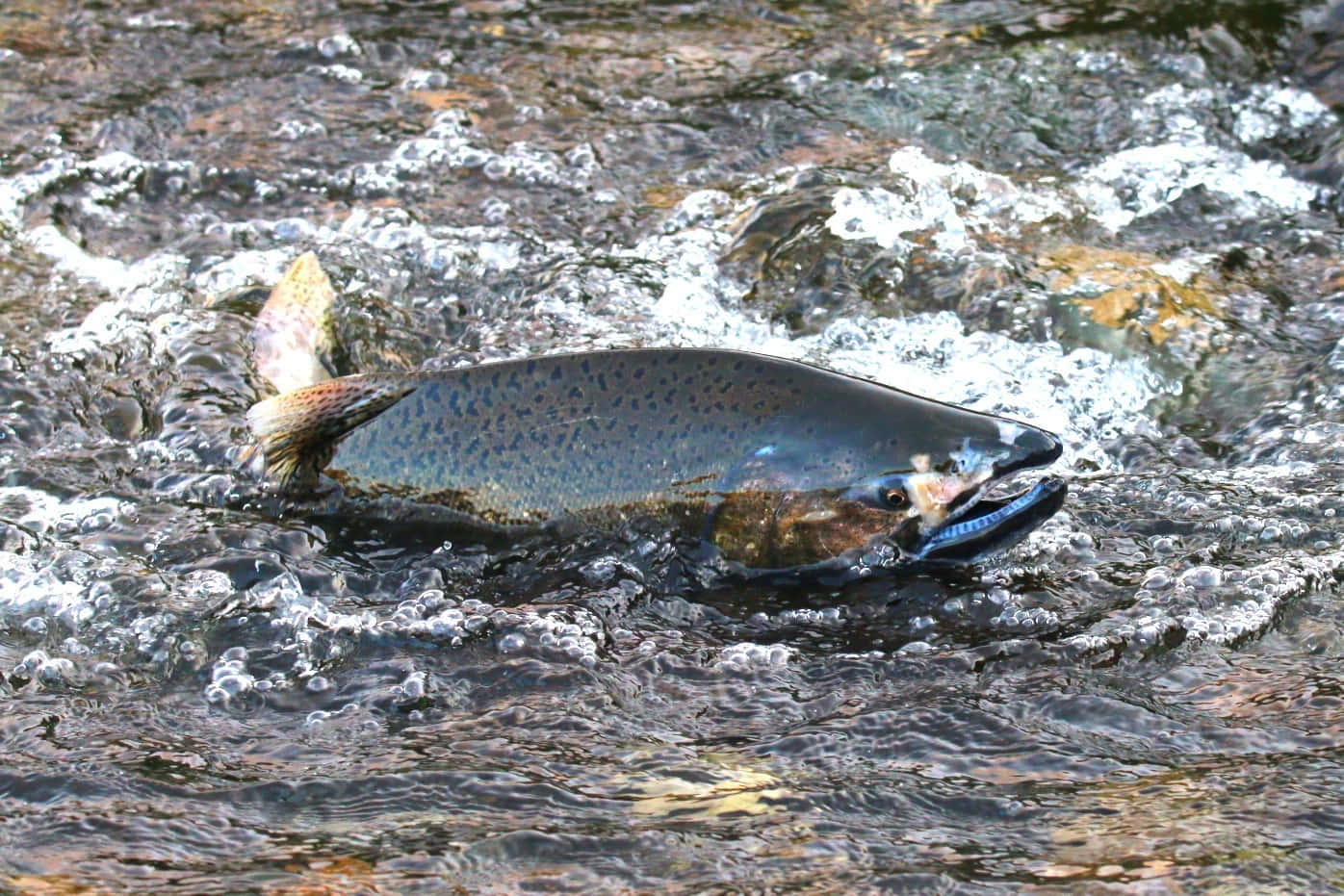  壁紙 — 一條鮭魚跳過湍急的河水，在其斑點身體周圍產生水花和氣泡。