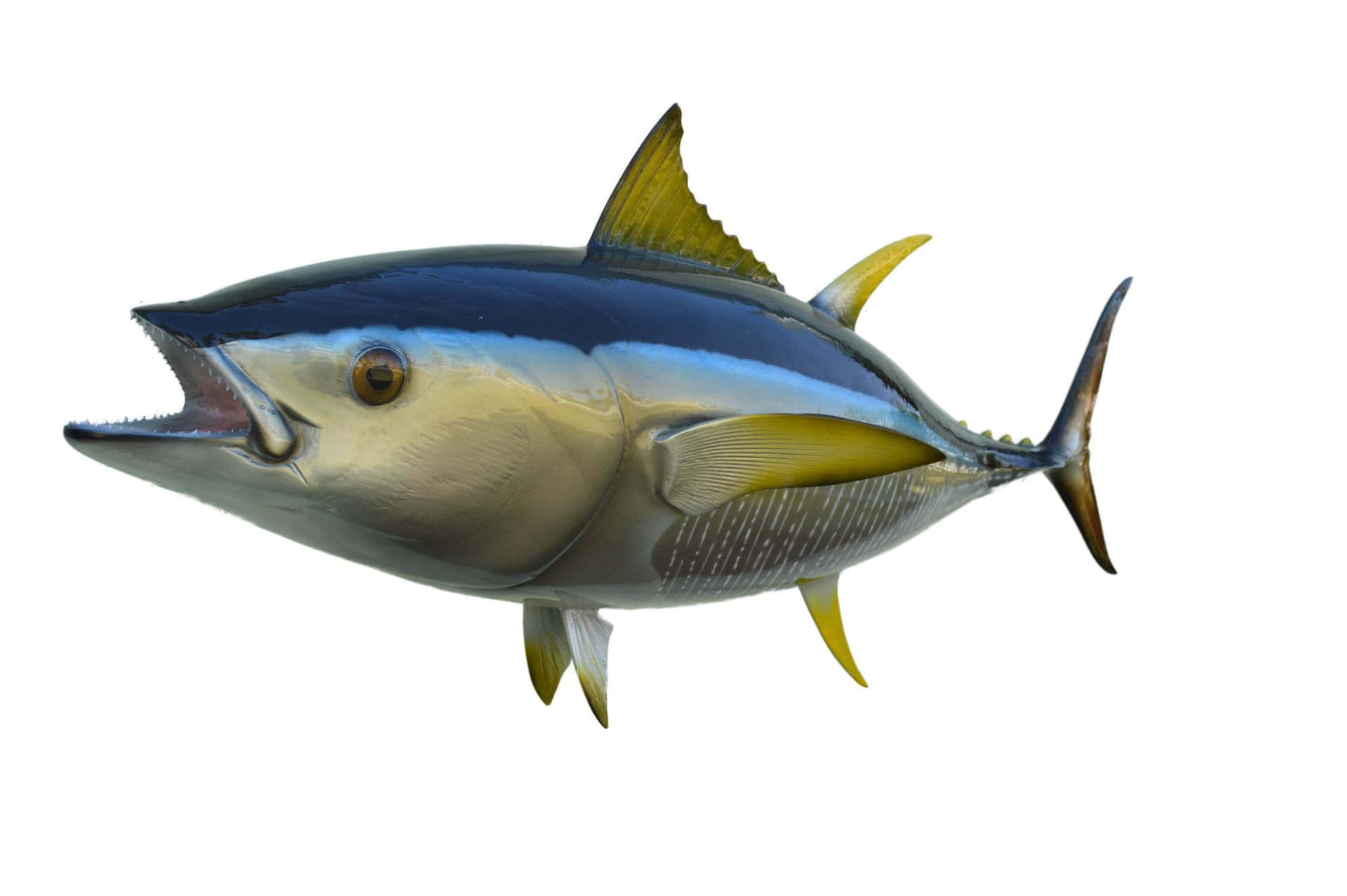  壁紙 — 一條黃鰭鮪魚的詳細3D渲染圖，魚身有金屬藍色和銀色鱗片，黃色魚鰭，背景為白色。
