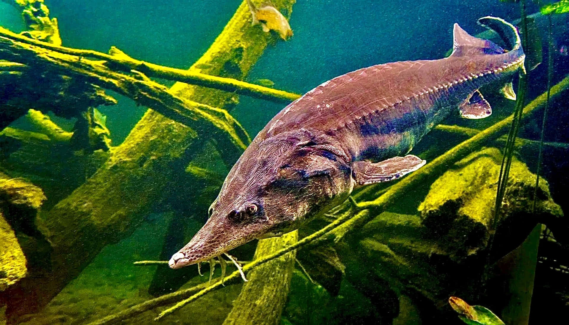  壁紙 — 一條巨大的鱘魚在渾濁的綠色水中優雅地滑行，周圍環繞著水下的樹枝和水生植物。