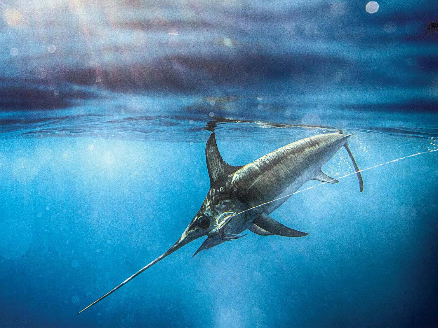  壁紙 — 一條馬林魚以其長長的喙劃破陽光照射的藍色海水，衝出海面。