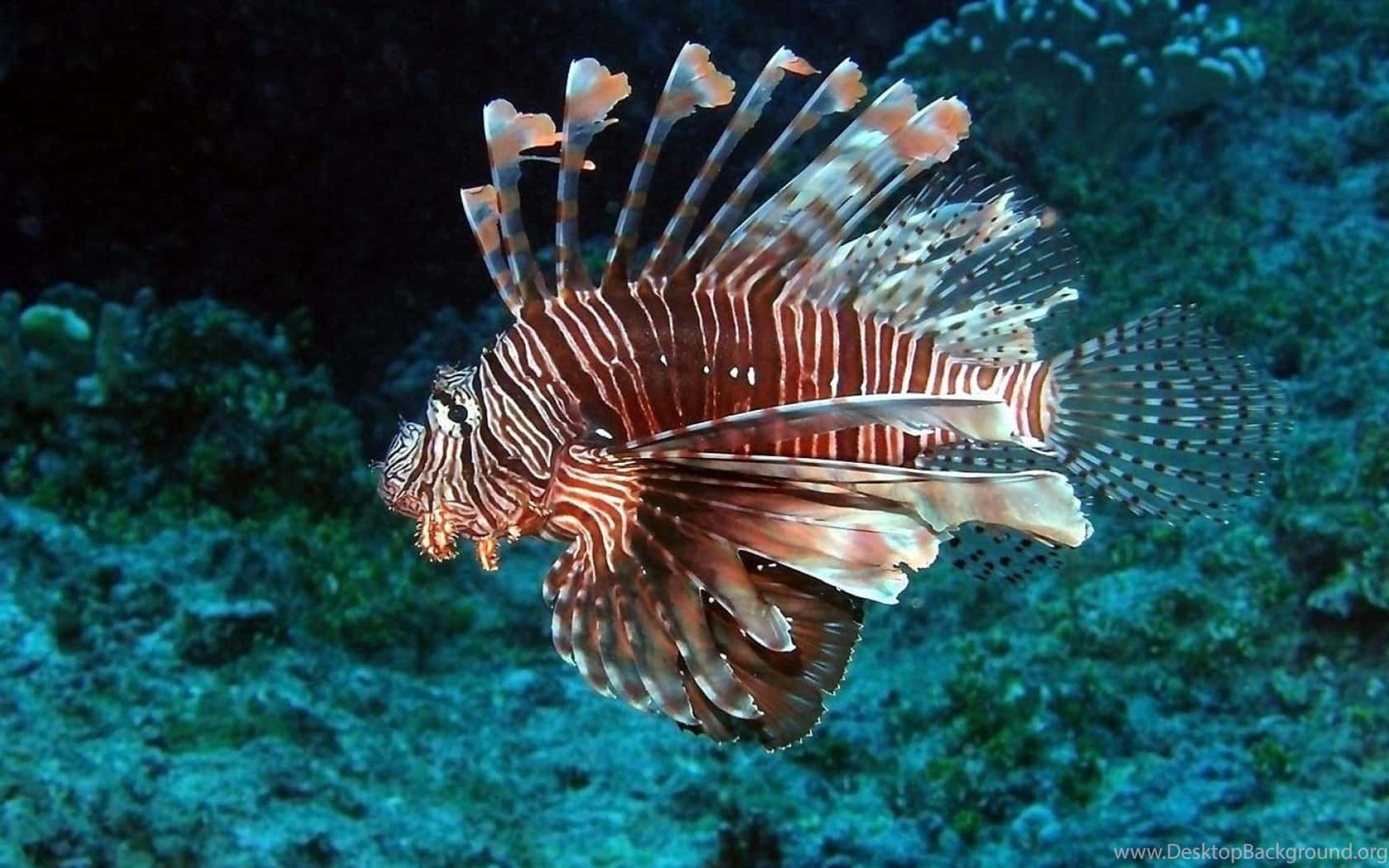  壁紙 — 一條色彩鮮豔的獅子魚，帶有醒目的紅色和白色條紋，在光線昏暗的珊瑚礁中優雅地滑行。