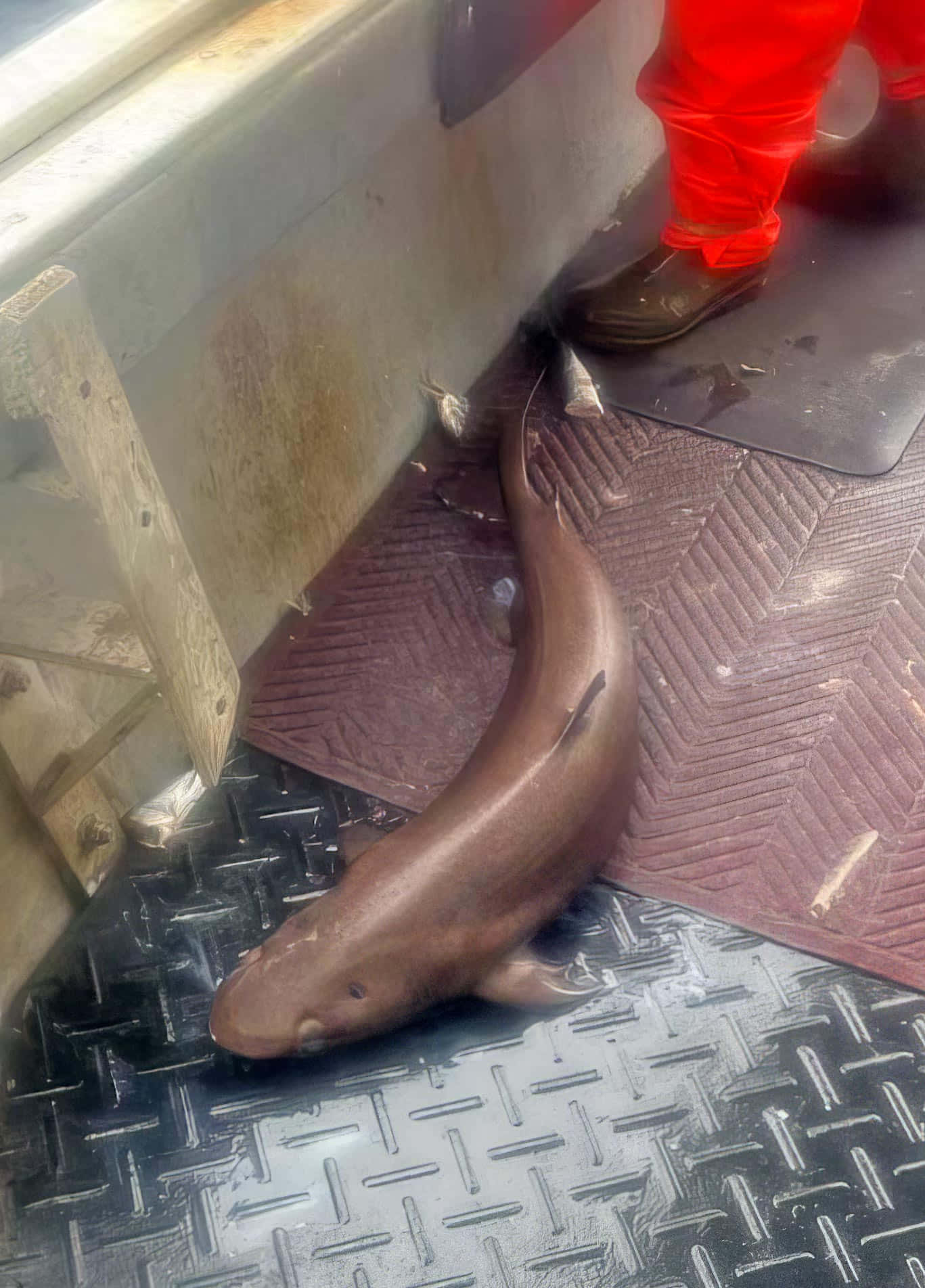  壁紙 — 一條深啡色鯊魚一動不動地躺在濕漉漉的金屬甲板上，旁邊是一個穿著紅色褲子和靴子的人。