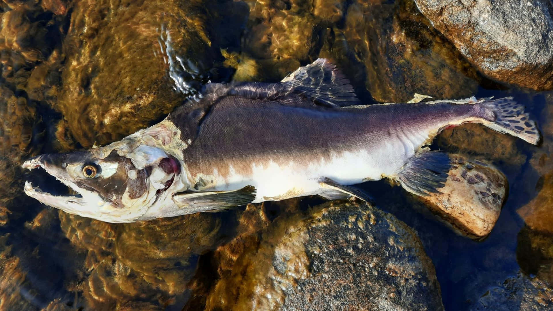  壁紙 — 一條死去的鮭魚腹部朝上，躺在陽光照射的河石上淺而清澈的水中。