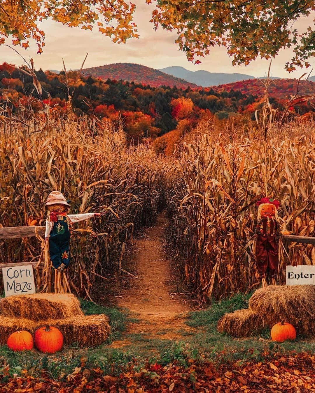 Haunted Corn Mazes 桌布 壁紙 — 一條蜿蜒的小徑穿過金色的玉米迷宮，兩旁有稻草人、南瓜和秋樹，背景是柔和的日落天空。