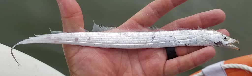  壁紙 — 一條纖細的銀色魚，長著長而尖的鼻子和精緻的鰭，在模糊的水背景前，靜靜地躺在張開的手掌中。