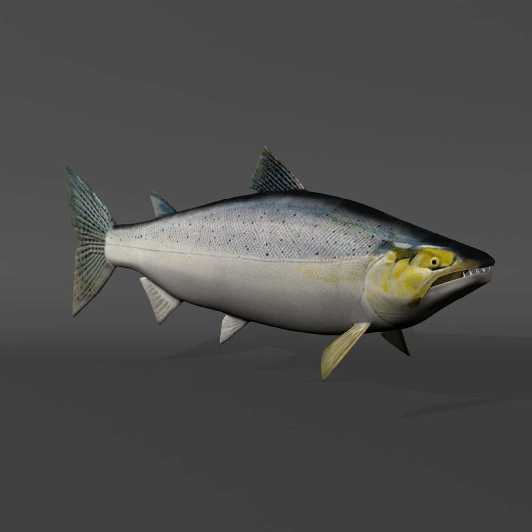  壁紙 — 一條詳細的3D渲染鮭魚，銀色身體和黃色頭部，在純灰色背景上游動。