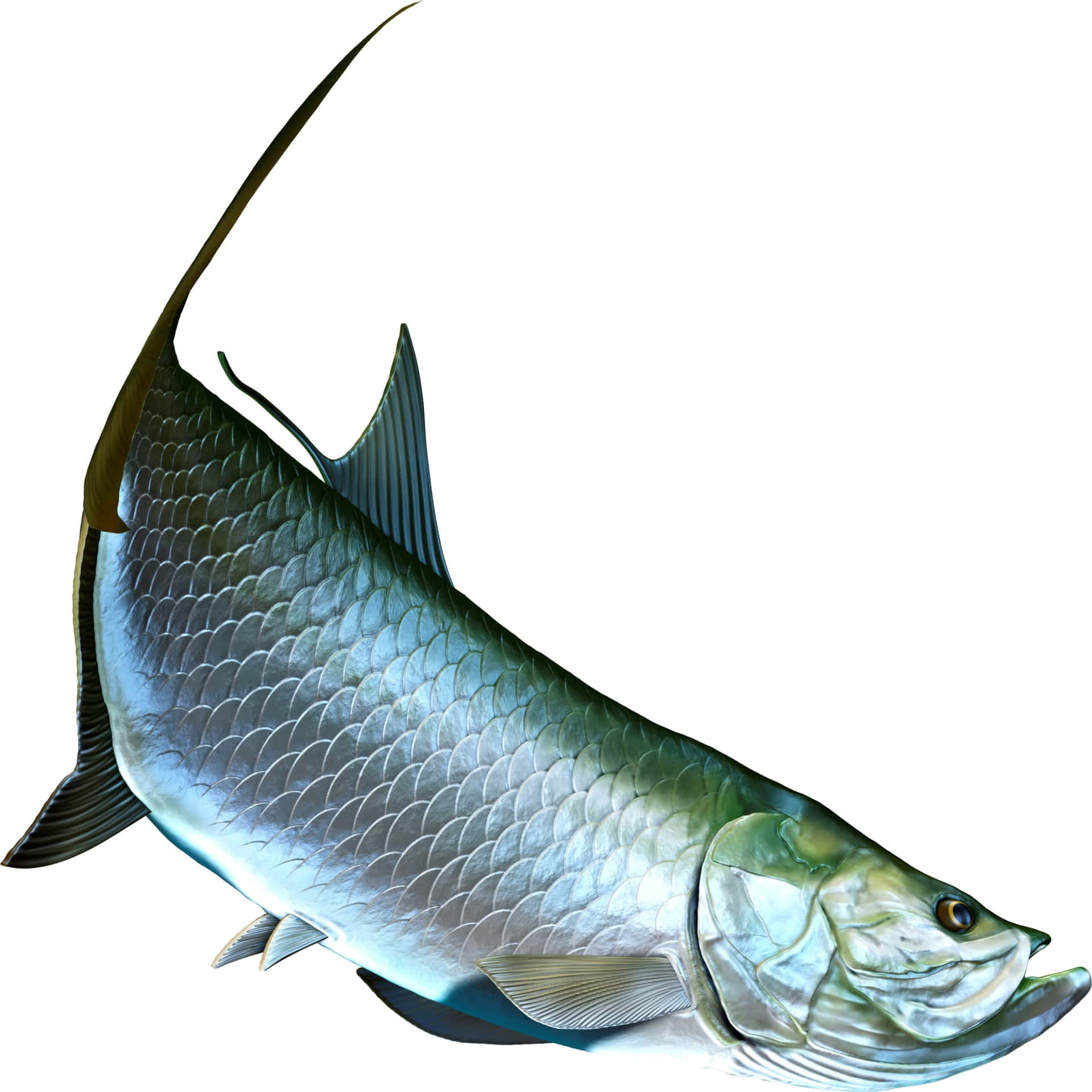  壁紙 — 一條銀色大海鰱魚的詳細3D渲染圖，帶有虹彩鱗片和長背鰭，背景為白色。