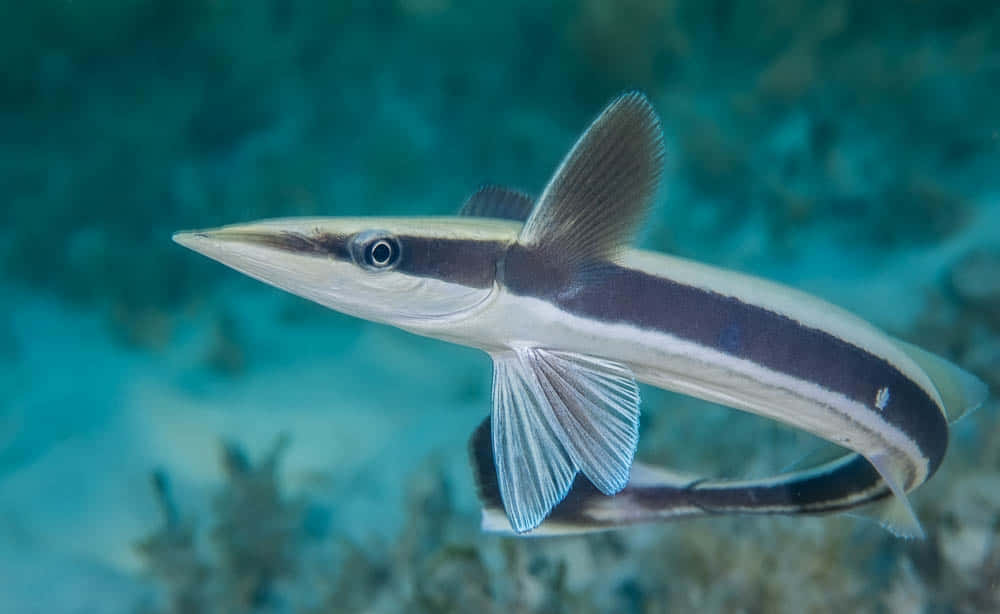Remora 桌布 壁紙 — 一條纖細的頜針魚在模糊的珊瑚礁上方，優雅地滑過碧綠的海水。