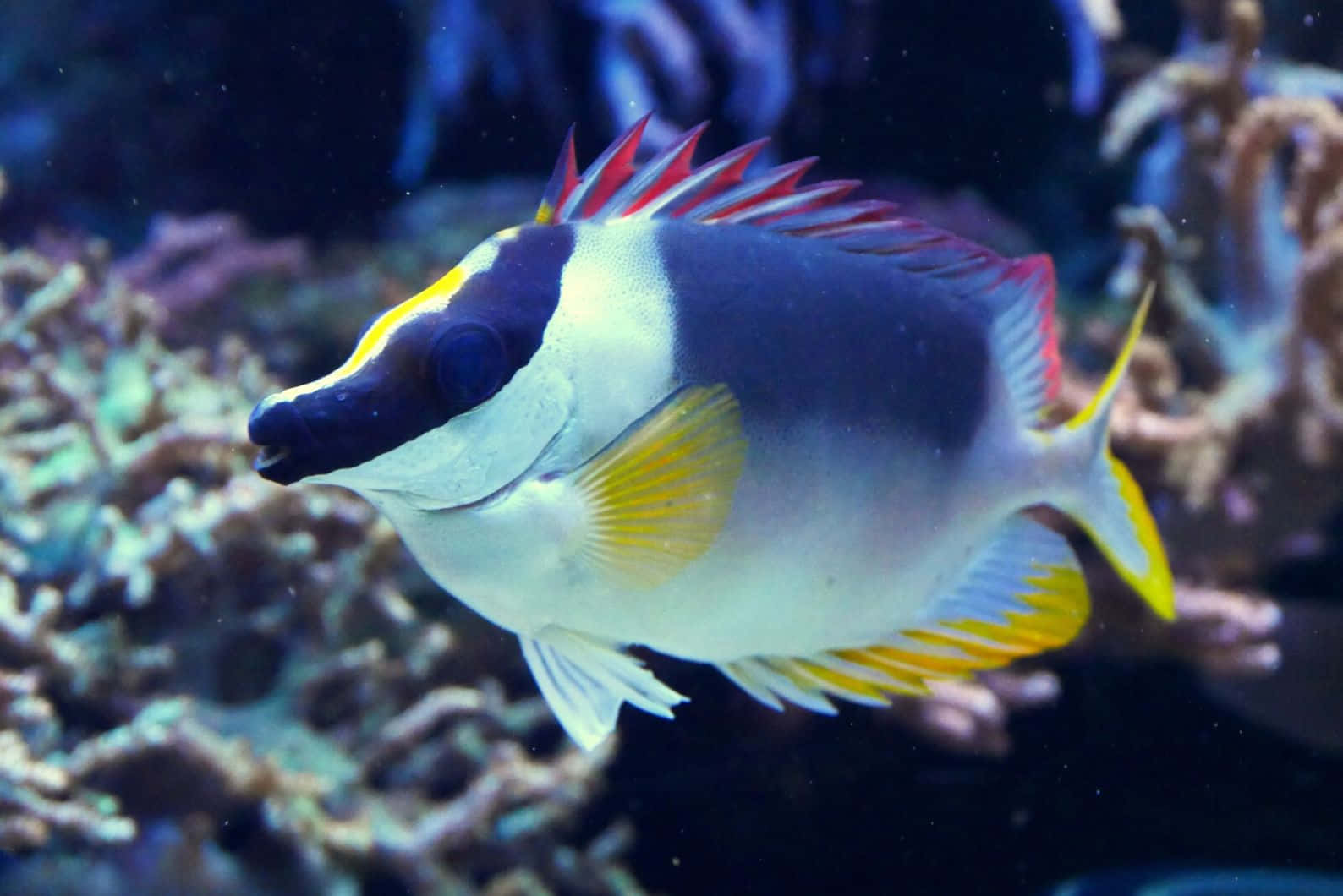  壁紙 — 一條充滿活力的熱帶魚，帶有黑色、白色和黃色的斑紋，在色彩繽紛的珊瑚礁結構中優雅地游動。