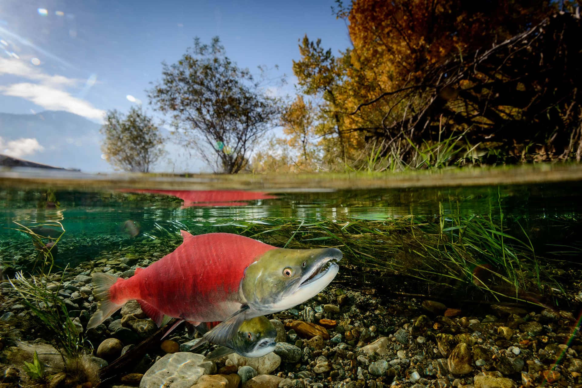  壁紙 — 一條鮮紅色的鮭魚在清澈的水中游過鵝卵石，水面之上可見秋天的樹木和山脈。