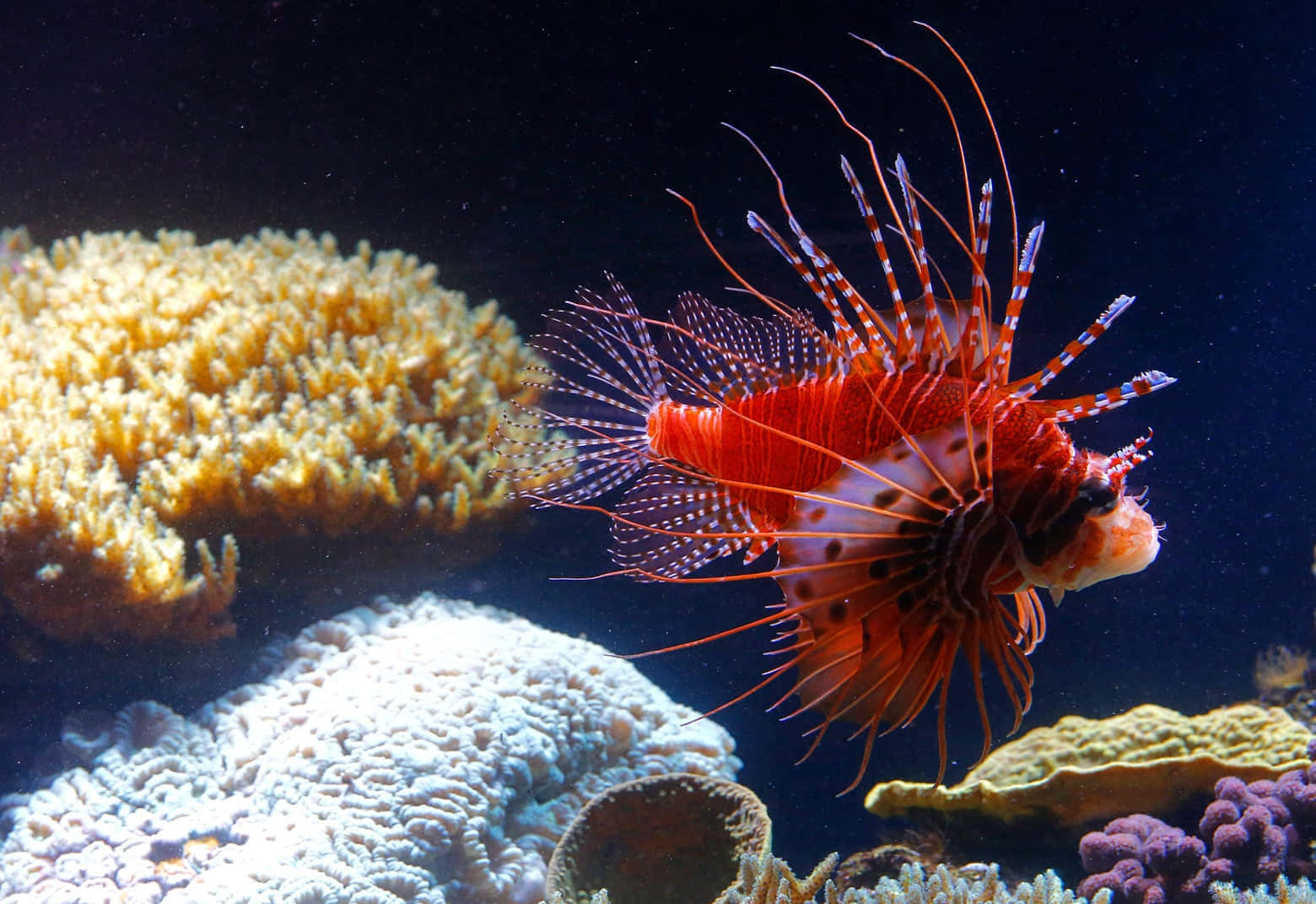  壁紙 — 一條鮮紅色的獅子魚，長有長長的尖刺鰭，在深藍色海水中的彩色珊瑚群附近優雅地游動。