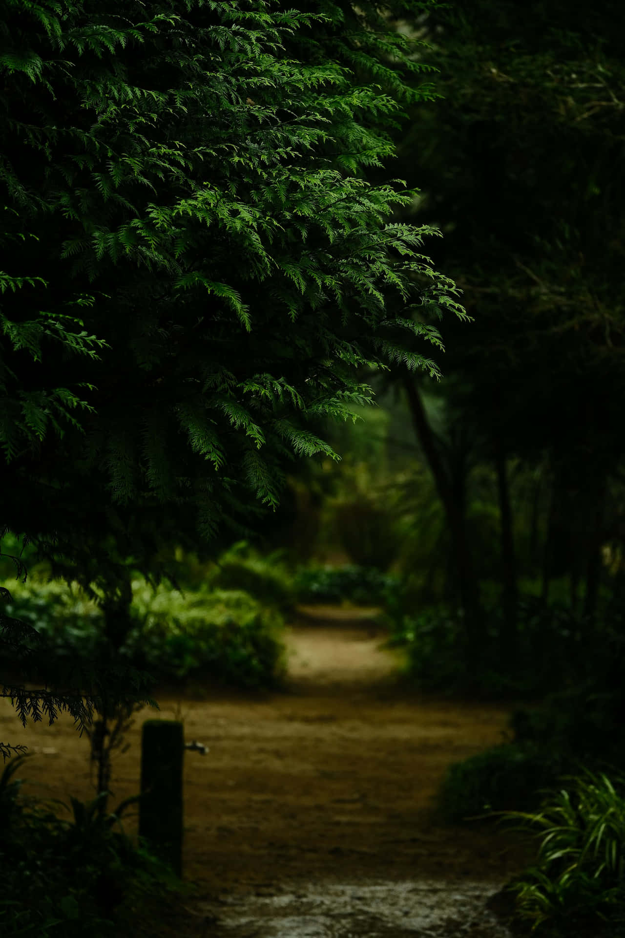  壁紙 — 一條狹窄的泥土小徑蜿蜒穿過茂密陰暗的森林，頭頂上綠葉茂盛。