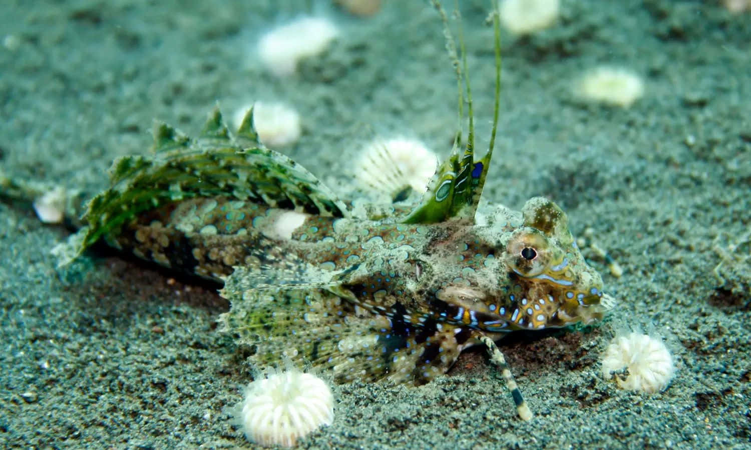  壁紙 — 一條偽裝的龍魚在沙質海床上休息，周圍環繞著白色海葵。