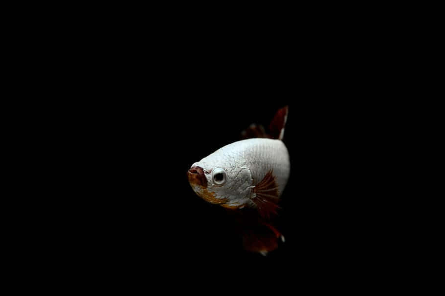  壁紙 — 一條銀紅色的鬥魚在純黑色背景下優雅地游動。