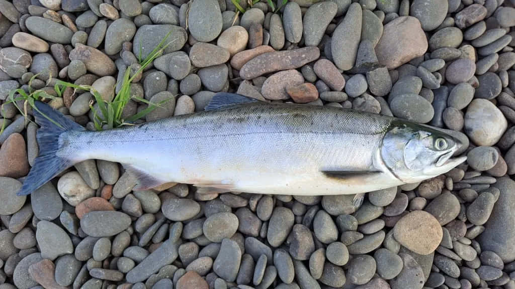  壁紙 — 一條銀色鮭魚躺在光滑的灰色和棕色河石床上，稀疏的綠草點綴其間。
