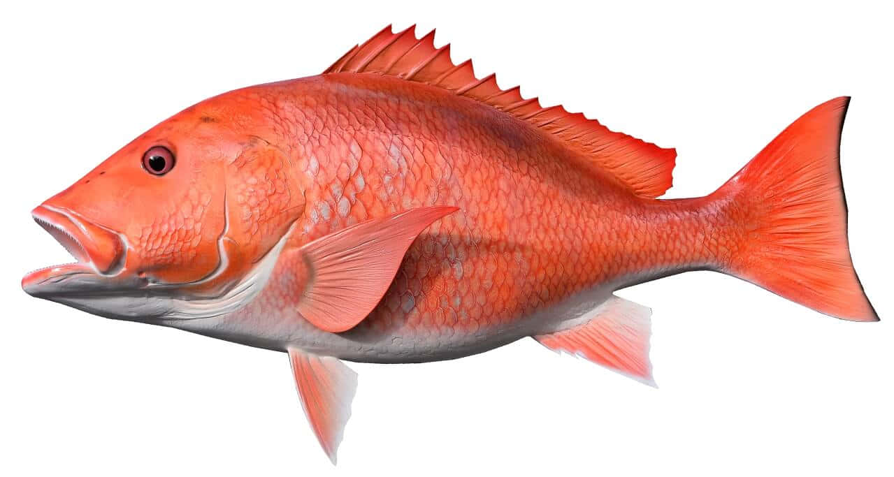 Snapper 桌布 壁紙 — 一條鮮紅色的鯛魚，帶有細緻的鱗片和魚鰭，在潔白的背景中游動。