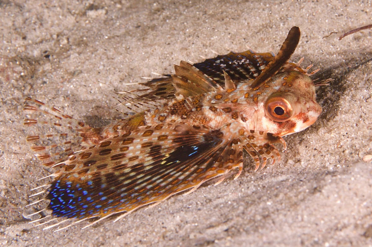  壁紙 — 一條偽裝的獅子魚在沙質海底休息，魚鰭上有鮮豔的藍色點綴。