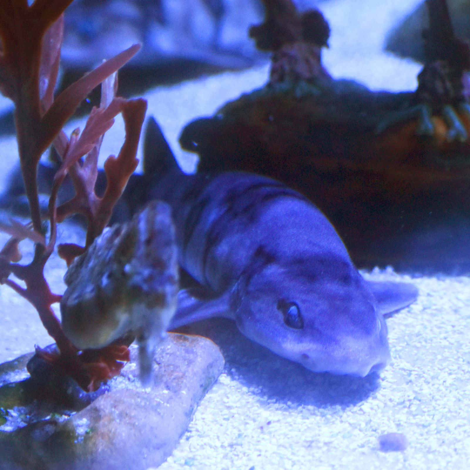  壁紙 — 一條小鯊魚在藍色水族館燈光下，在珊瑚和岩石旁邊的沙質海床上休息。