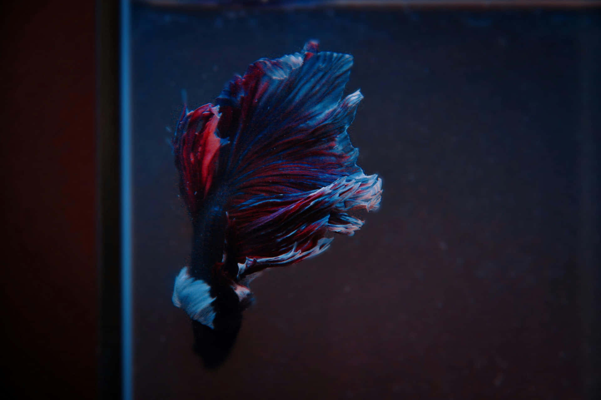  壁紙 — 一條擁有流動紅色和藍色魚鰭的鬥魚，在昏暗的水族箱中優雅地游動。