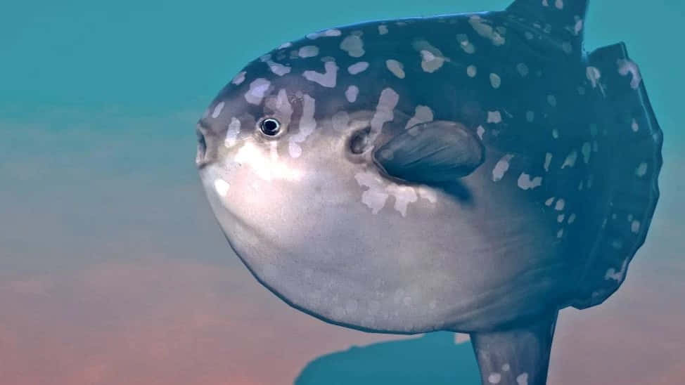  壁紙 — 一條有斑點的海洋太陽魚在清澈的藍綠色水中游泳的特寫，背景帶有漸變效果。