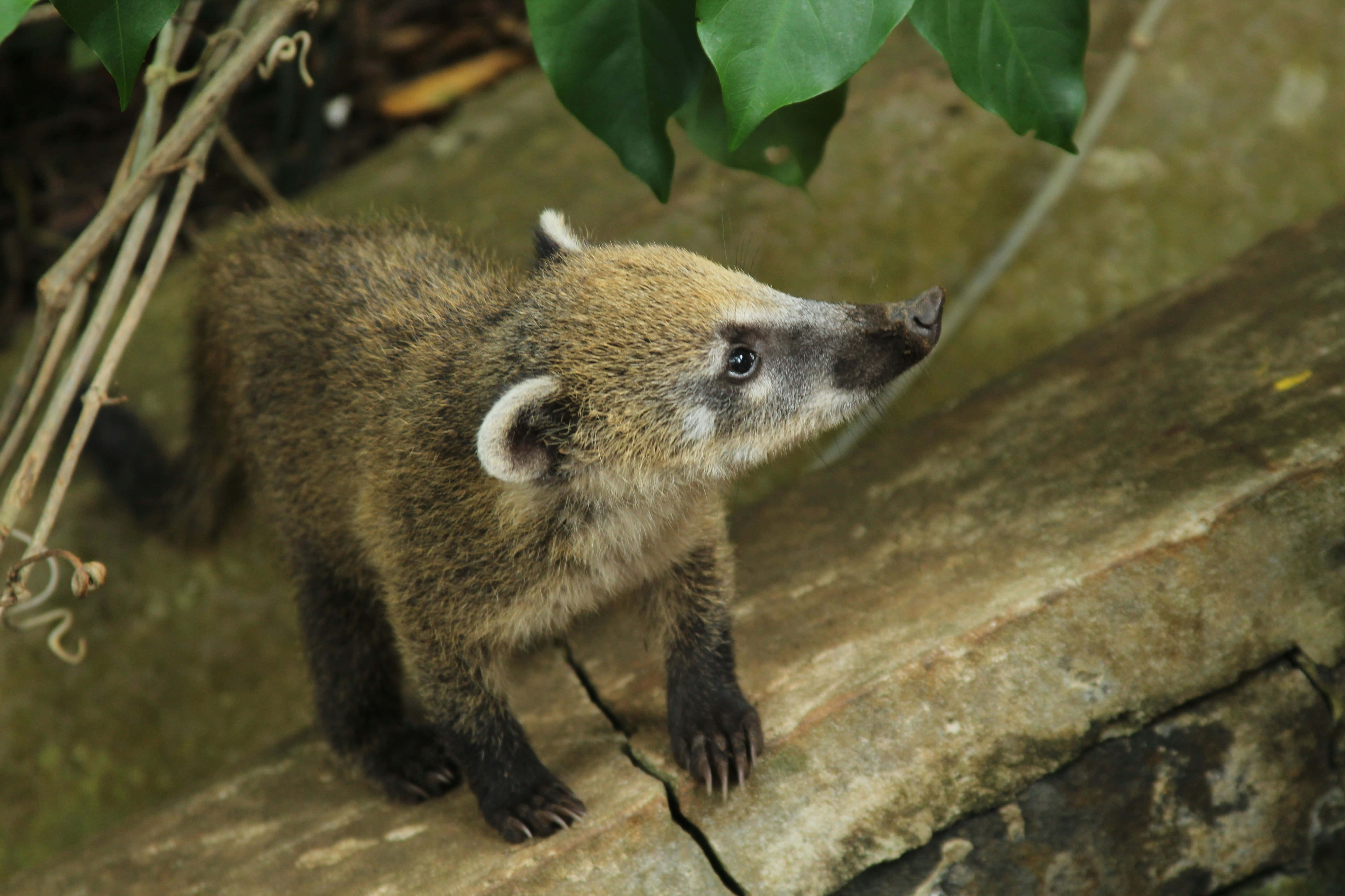 Coati 桌布 壁紙 — 一隻年輕的長鼻浣熊，棕色毛髮，白色耳朵，警覺地站在長滿苔蘚的石架上，下方有綠葉。