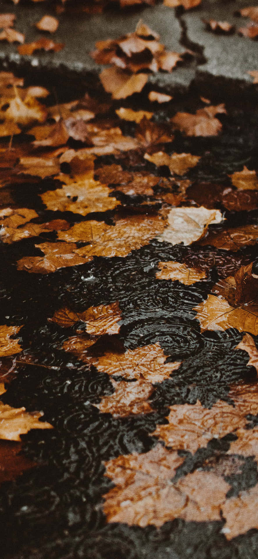 特寫鏡頭：雨滴在鋪滿落葉的潮濕路面上泛起漣漪。 — iPhone 11 壁紙