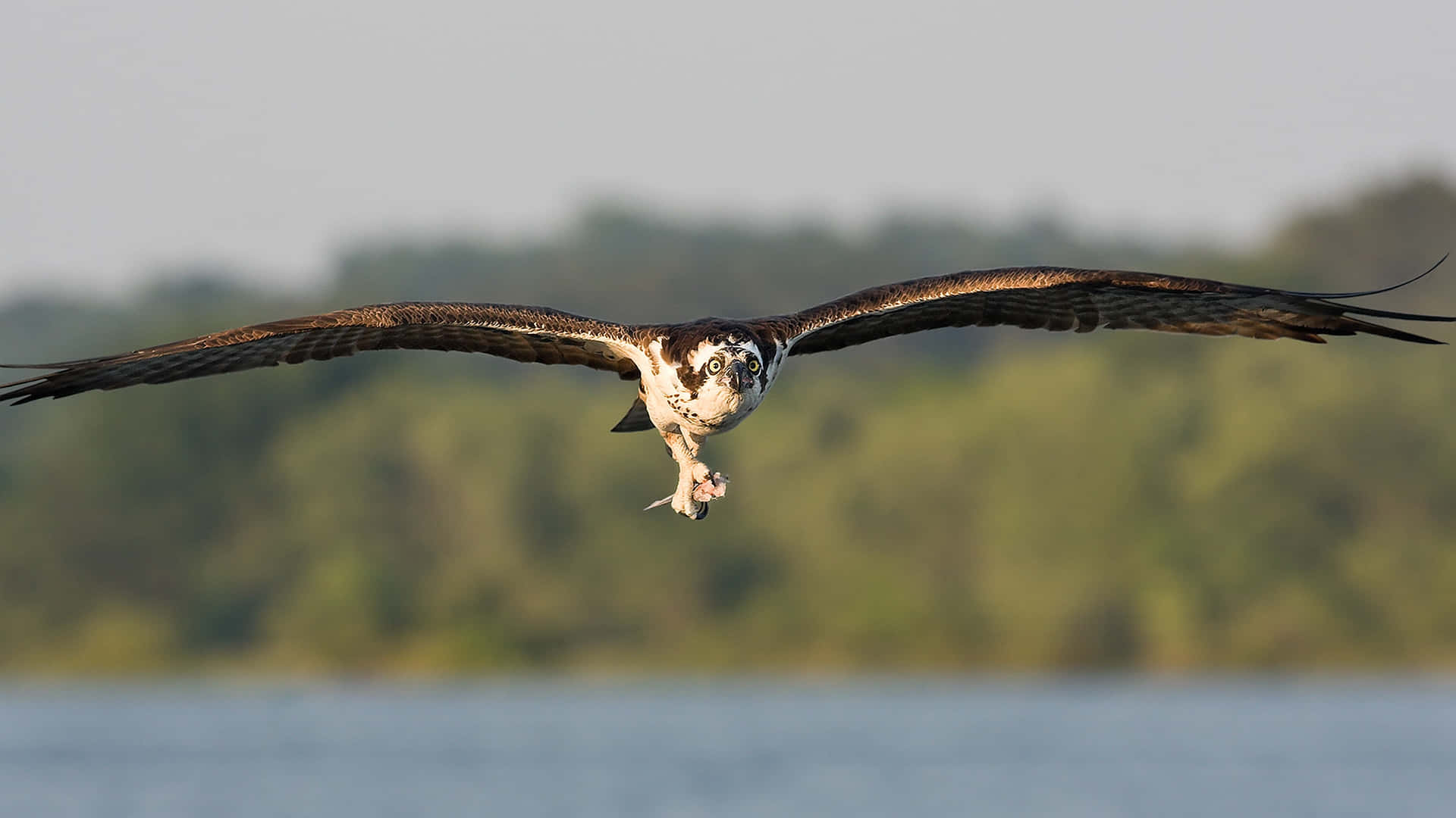 Osprey 桌布 壁紙 — 魚鷹低飛掠過水面，雙翼展開，利爪伸出準備捕捉獵物。