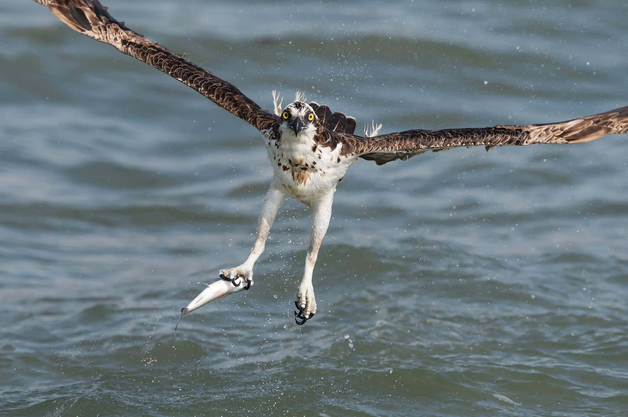 Osprey 桌布 壁紙 — 魚鷹低飛掠過水面，爪子在空中抓住一條魚，周圍水花四濺。